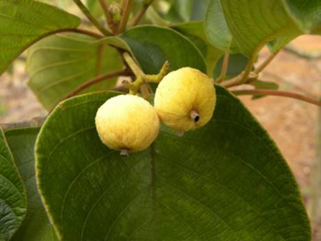 Veludo branco - Guettarda viburnoides -  1 fresh seed / 1 frischer Samen