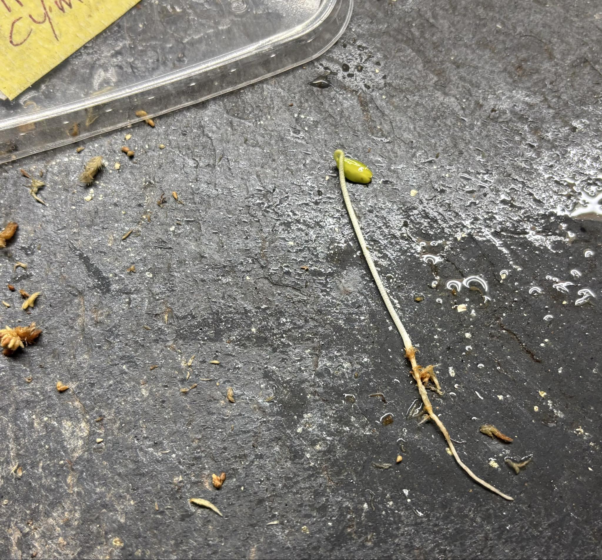 Jaramantaia (Vitex cymosa) - 1 germinated seed / 1 gekeimter Samen