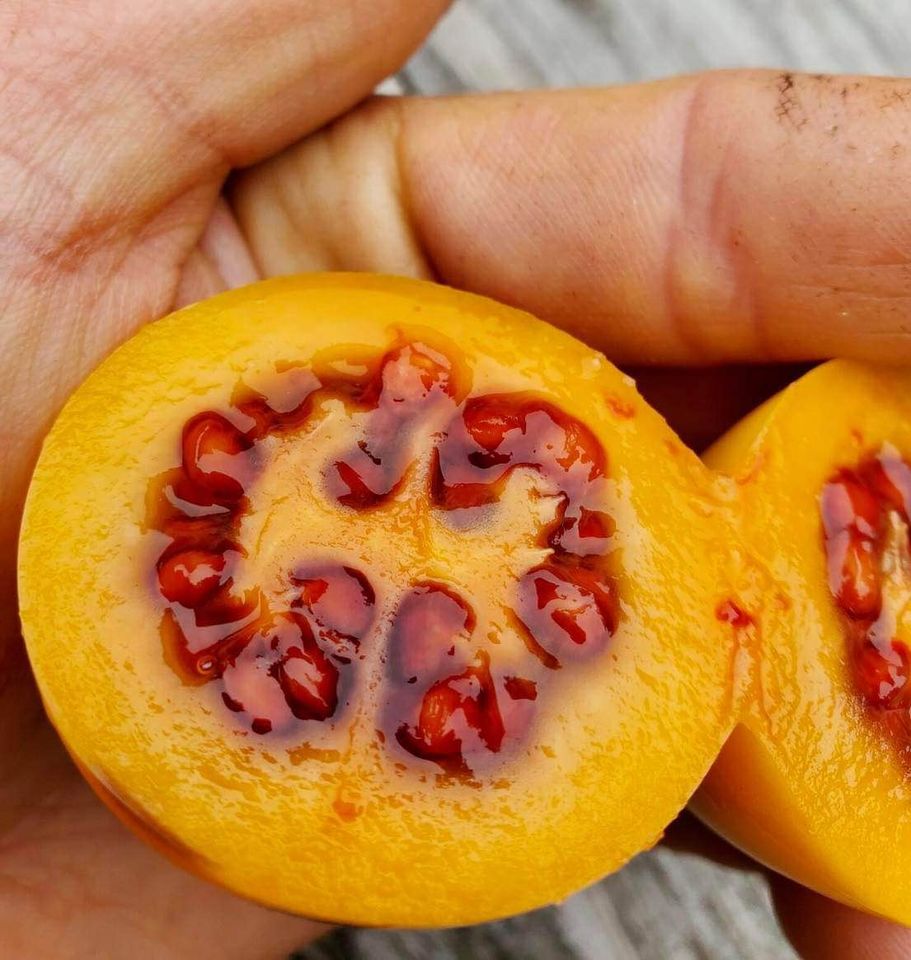 Solanum uniloba - 1 fresh seed / 1 frischer Samen