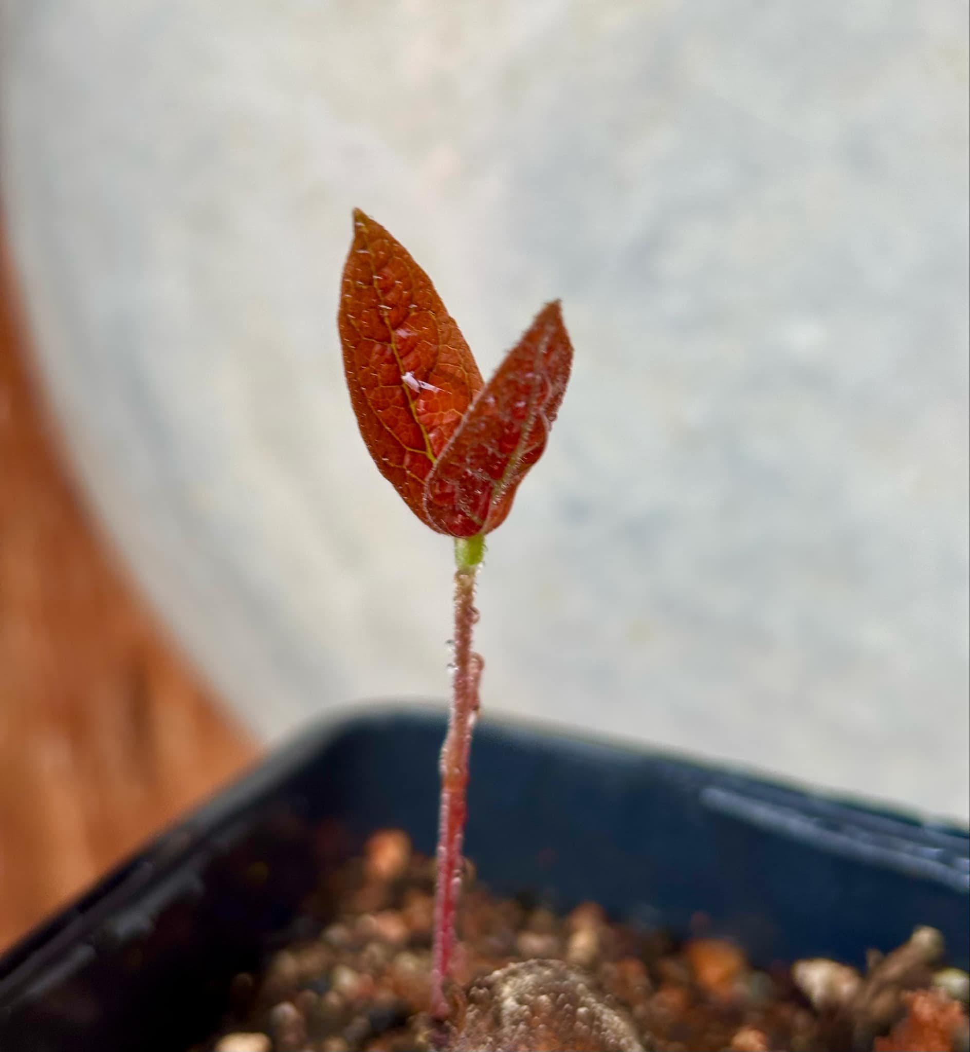 Eugenia campininha  -  1 potted plant / 1 getopfte Pflanze