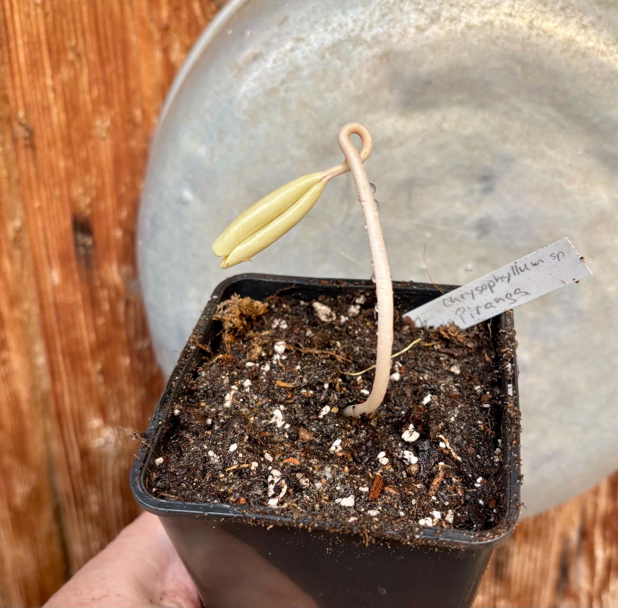 Chrysophyllum sp Piranga - 1 potted seedling / 1 getopfter Sämling
