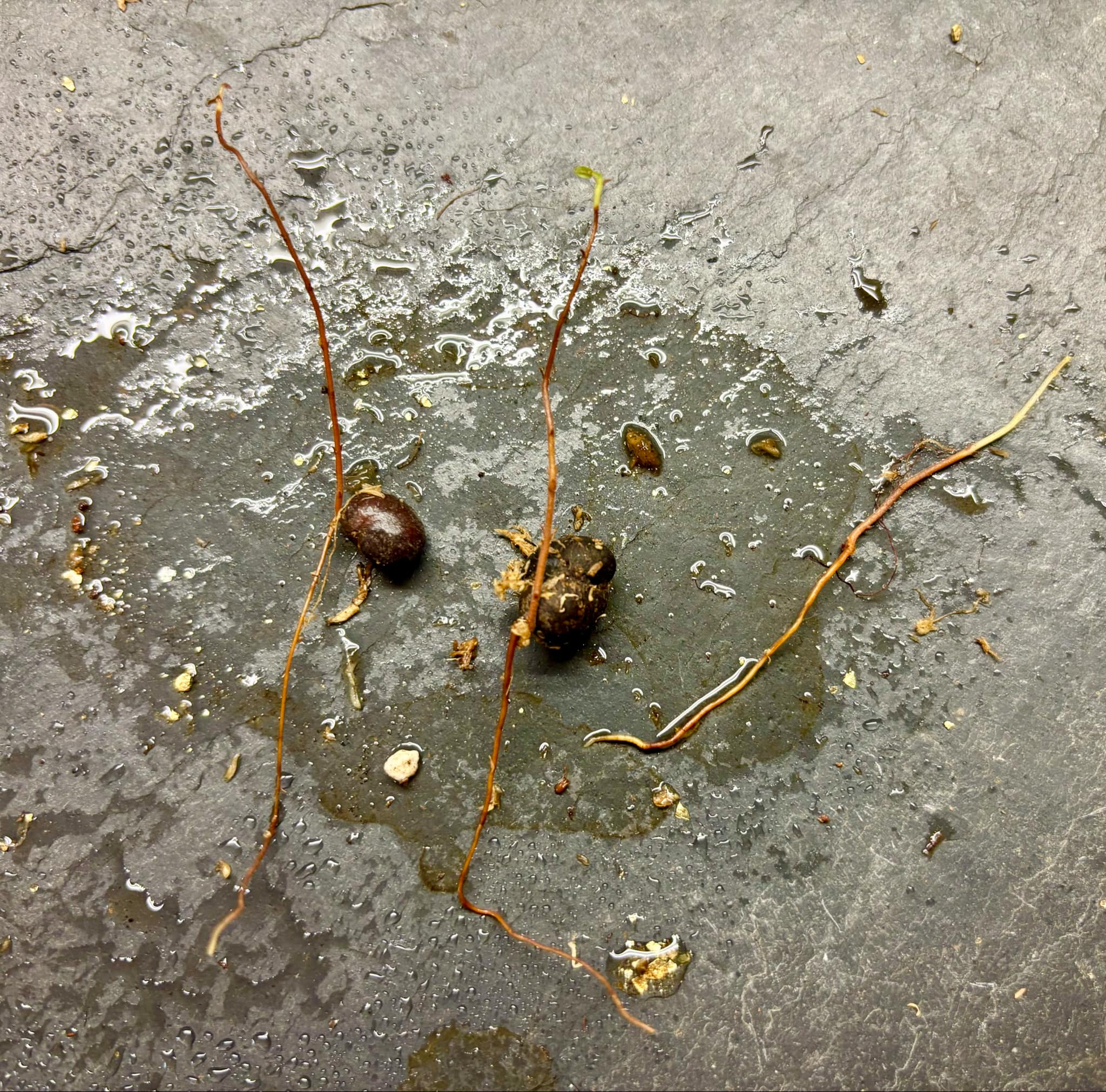 Myrciaria sp Maruim - 1 germinated seed / 1 gekeimter Samen