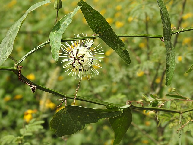 Maracuja Asa de Morcego (Passiflora misera) - 1 small potted seedling / 1 kleiner, getopfter Sämling