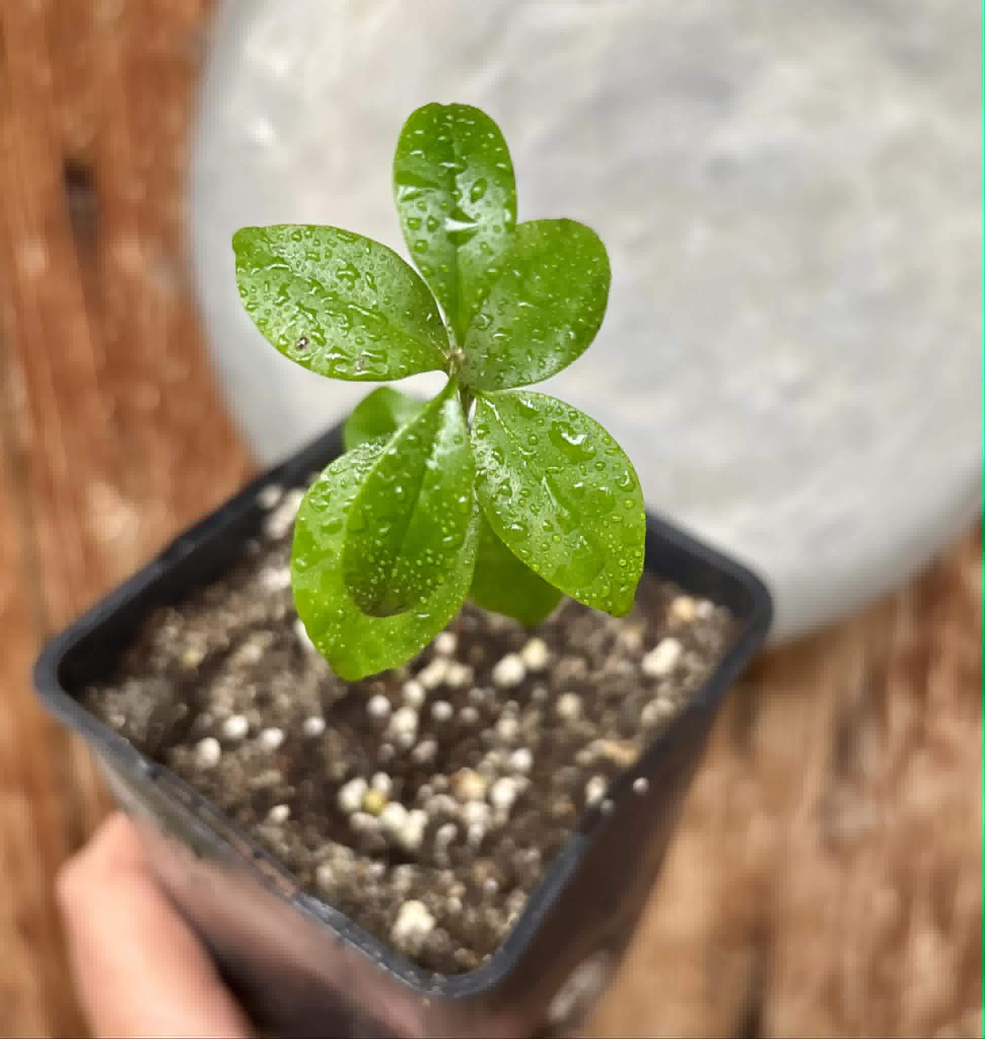 Eugenia zuccarini - 1 potted seedling / 1 getopfter Sämling