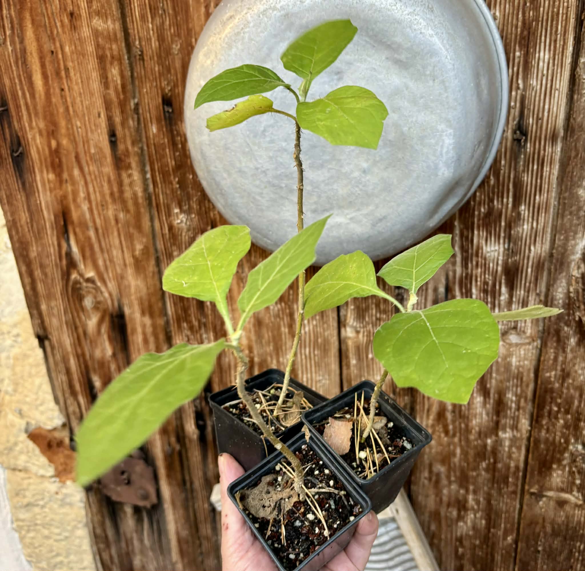 Juã-Açu - Solanum oocarpum  - 1 potted plant / 1 getopfte Pflanze 