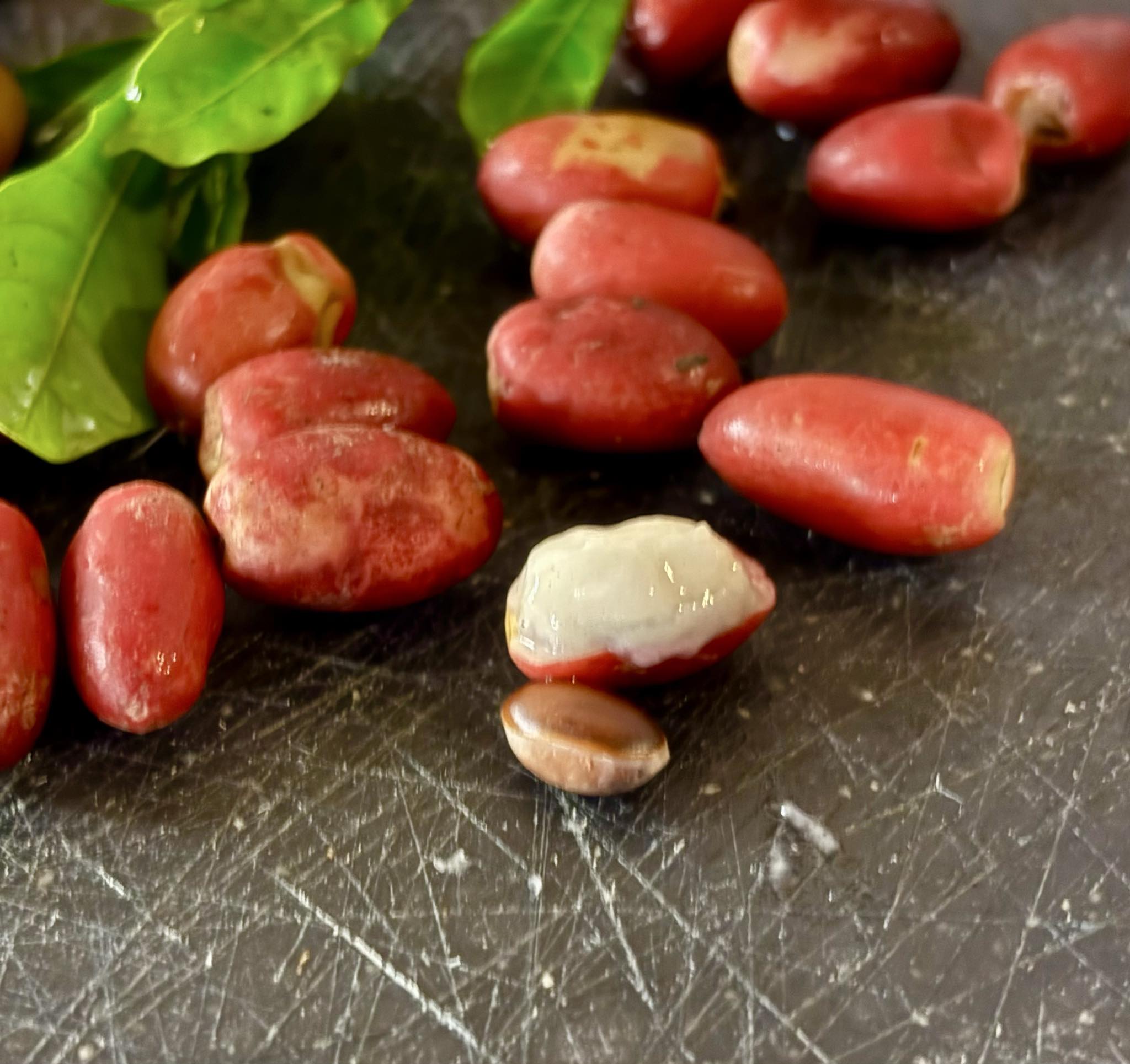 Miracle fruit / Miracel berry  (Synsepalum  dulcificum) - 1 fresh seed / 1 frischer Samen