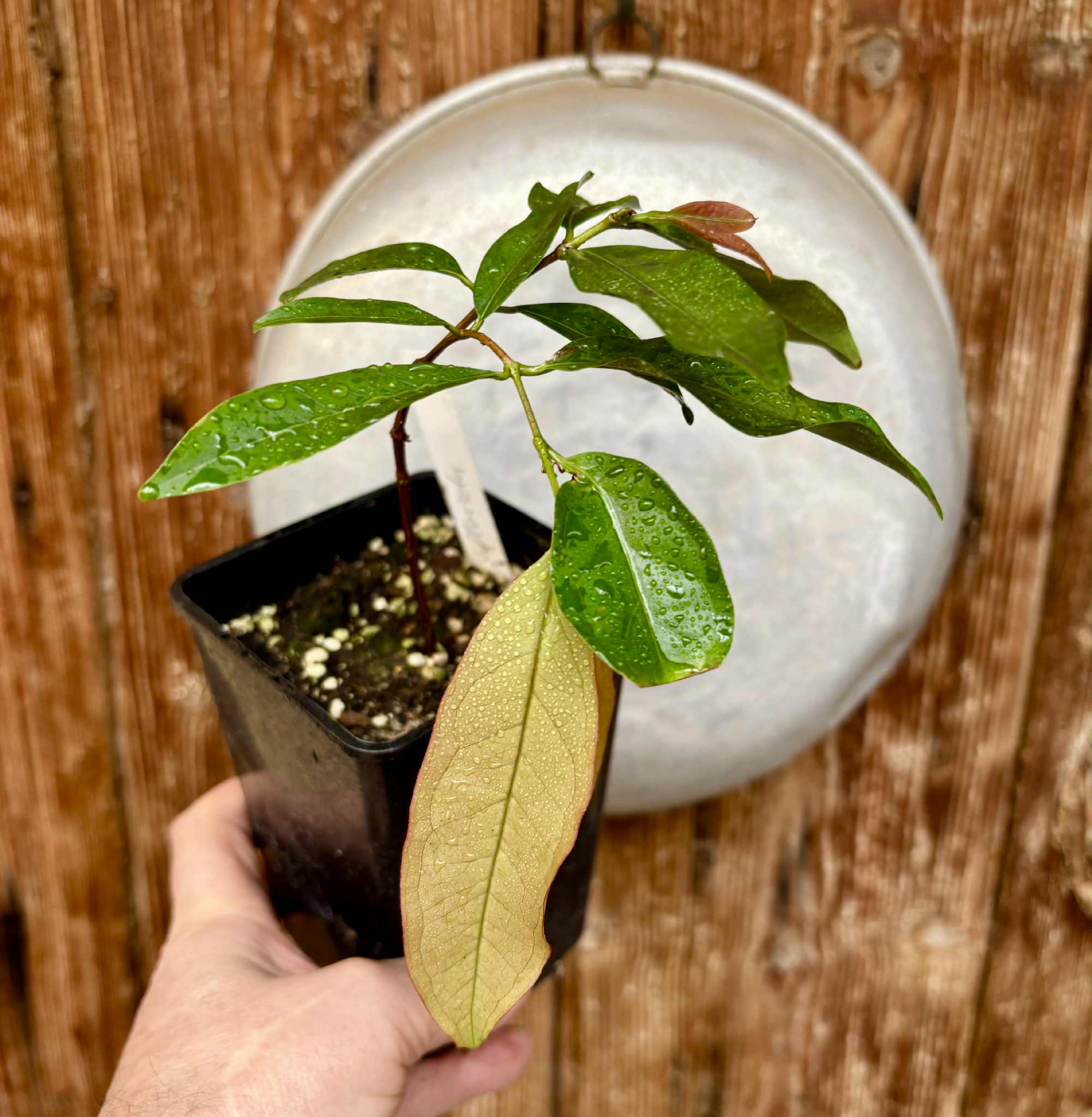 Eugenia florida - 1 potted plant / 1 getopfte Pflanze