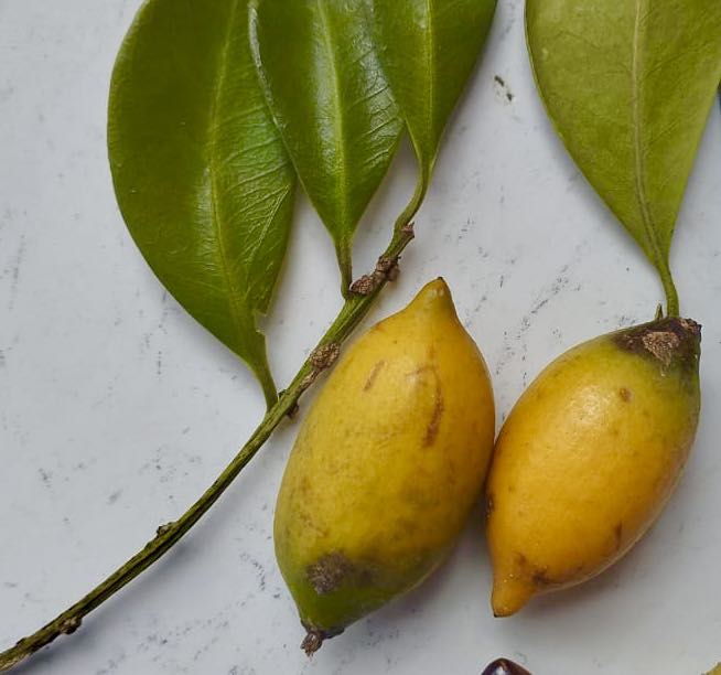 Pouteria aff egregia  -  1 fresh seed / 1 frischer Samen