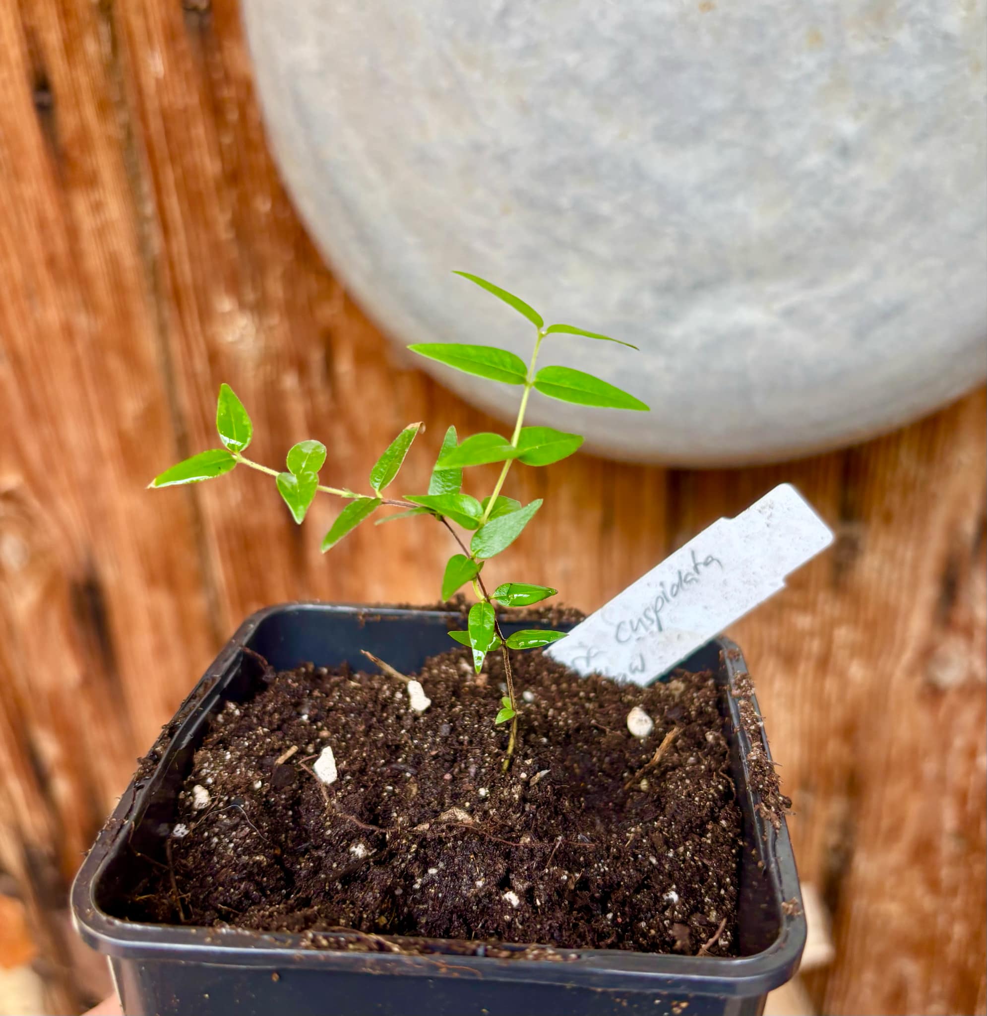 Myrciaria cuspidata YELLOW - 1 small potted plant / 1 kleine, getopfte Pflanze