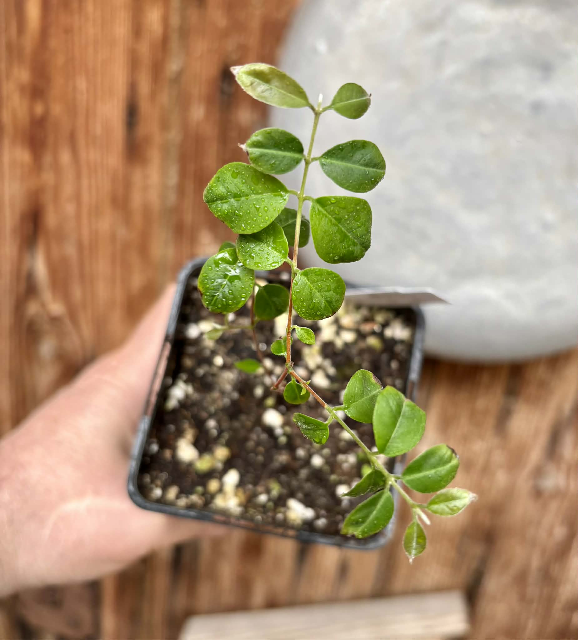 Uvaia do Visconde (Eugenia beaurepairiana) - potted seedling / 1 getopfter Sämling