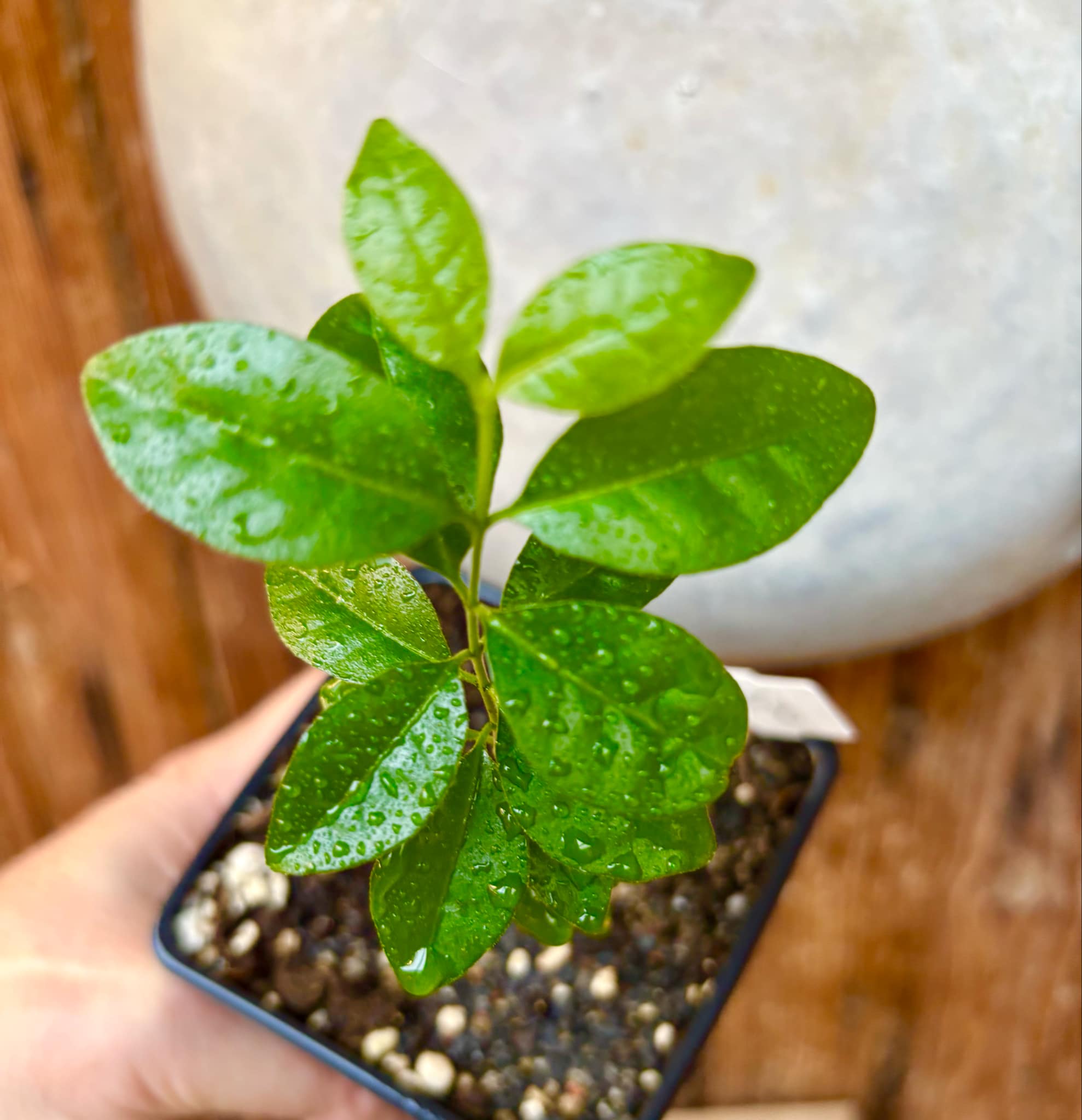 Purple Forest Guave - Psidium myrtoides  - 1 small potted seedling / 1 kleiner, getopfter Sämling