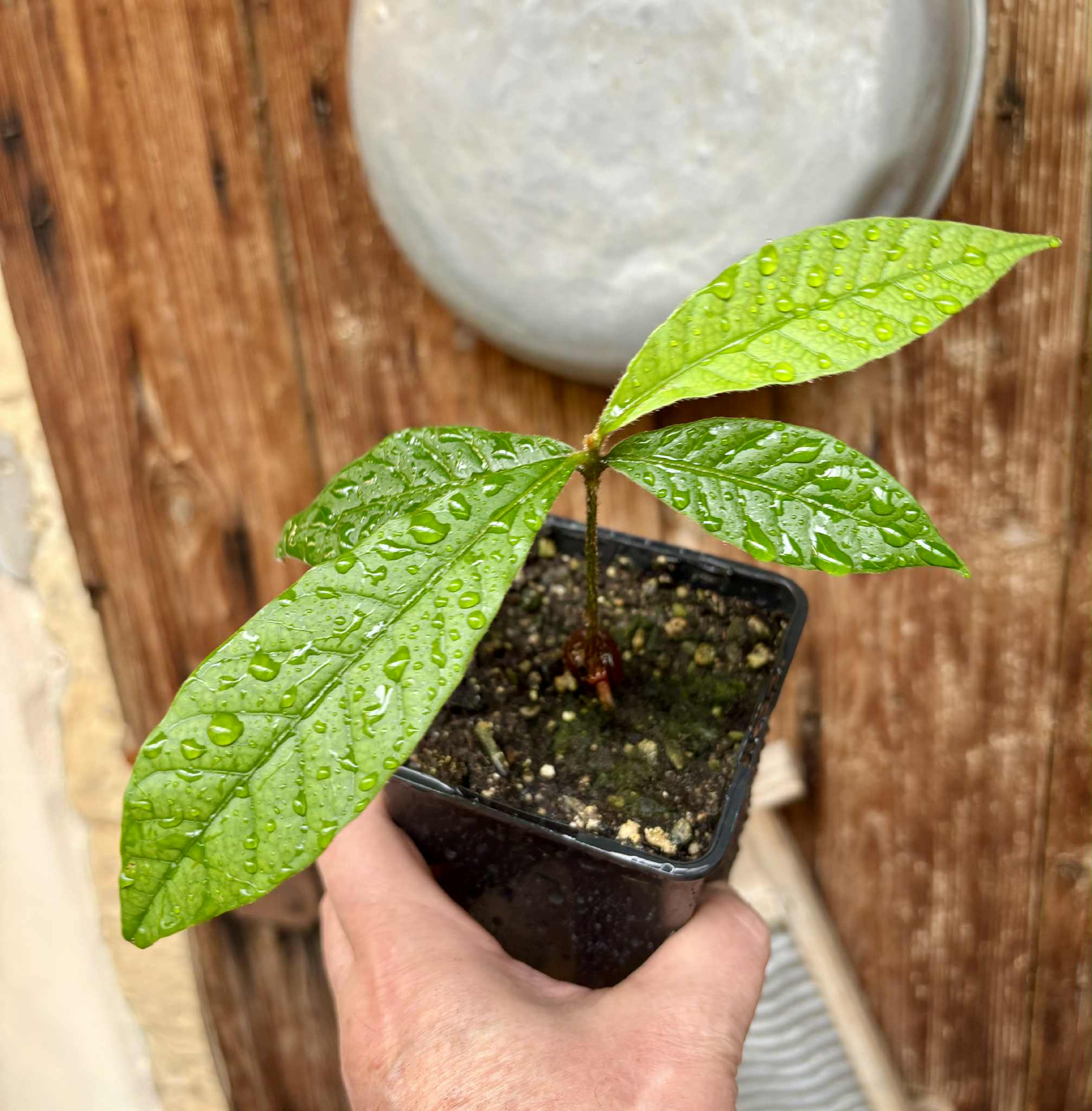Pouteria torta subsp. gallifructa - Abiu Pilosa - 1 potted plant / 1 getopfte Pflanze Pouteria torta subsp. gallifructa - Abiu Pilosa - 1 potted plant / 1 getopfte Pflanze