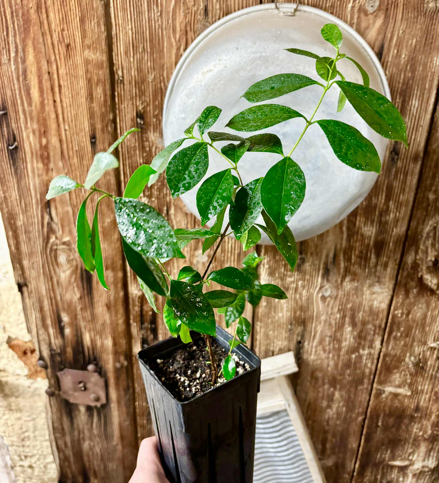 Psidium cattleyanum - Strawberry Guava  - 1 potted plant / 1 getopfte Pflanze
