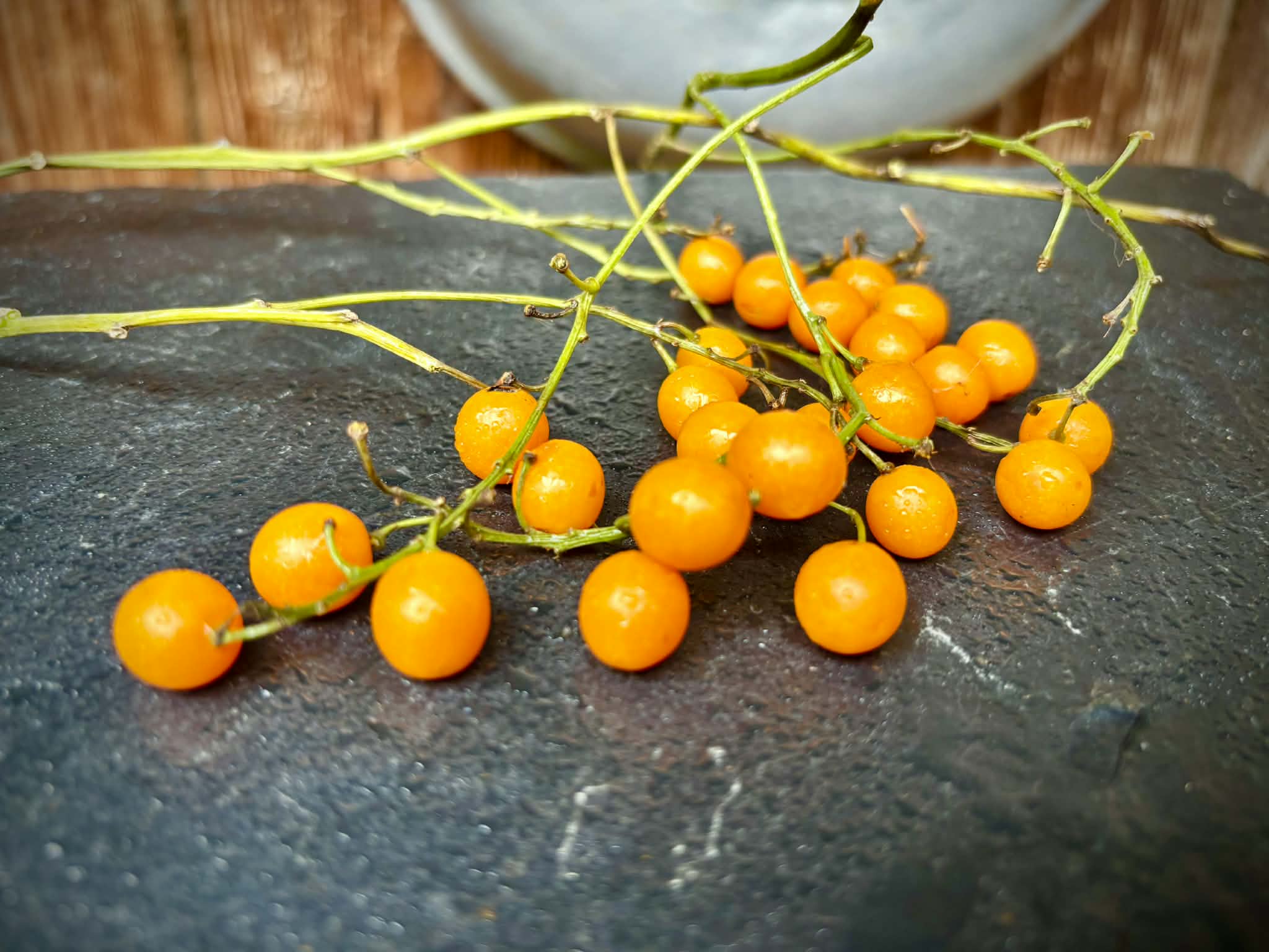 Odontocarya vitis - 5 fresh seeds / 5 frische Samen 