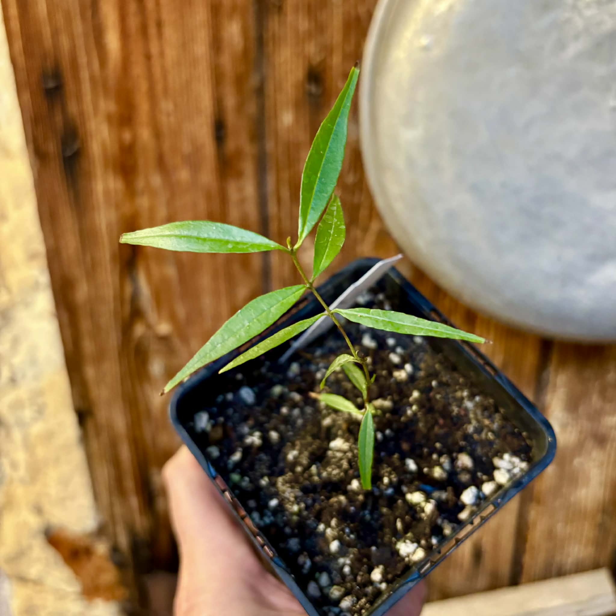 Eugenia pruniformis - Ameixa da Preta - 1 potted plant / 1 getopfte Pflanze