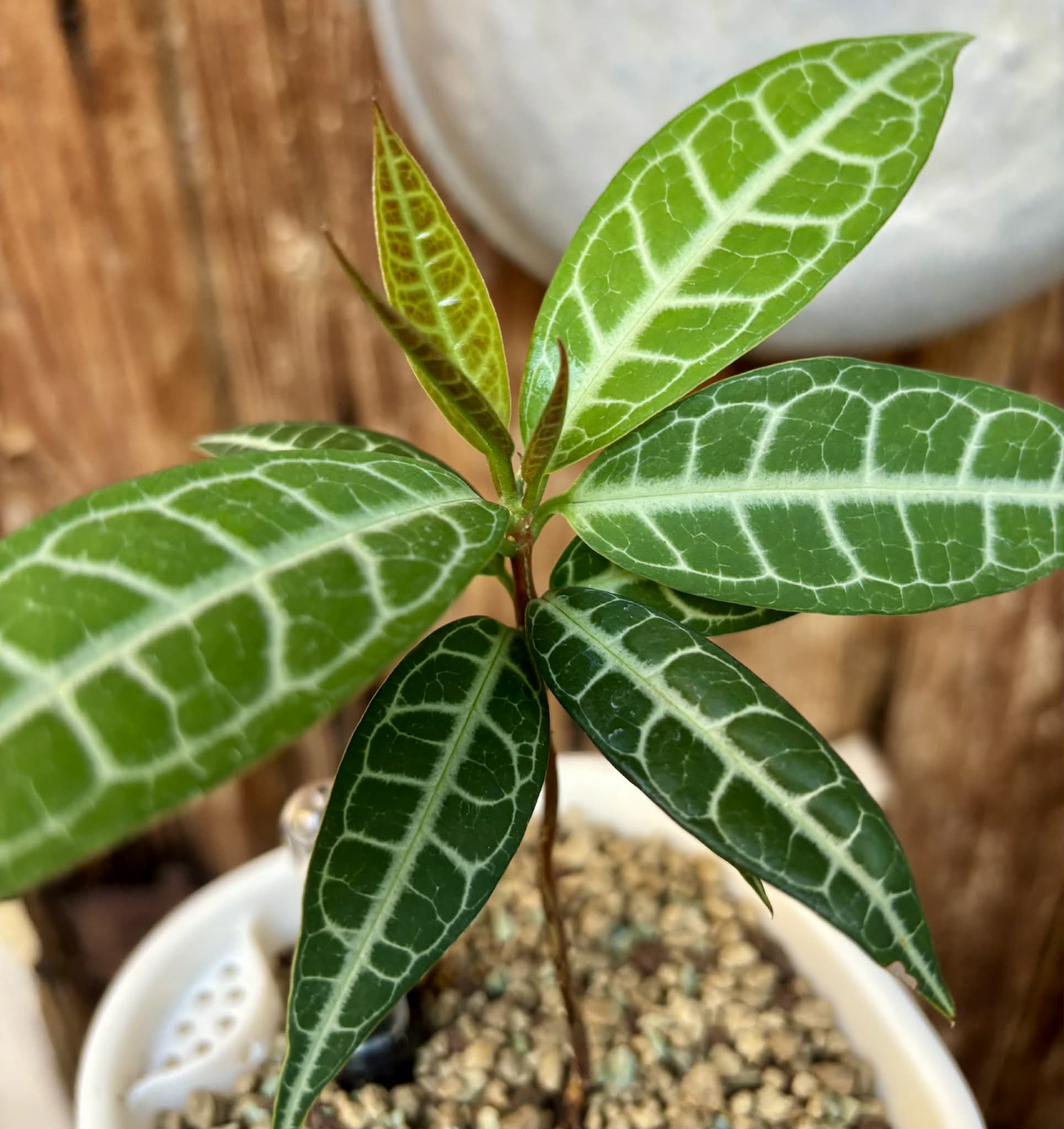 Eugenia sp Labisia - Rare exotic plant - Seltene exotische Pflanze