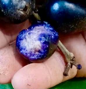 Eugenia sp Azul de Rondonia - 1 fresh seed / 1 frischer Samen