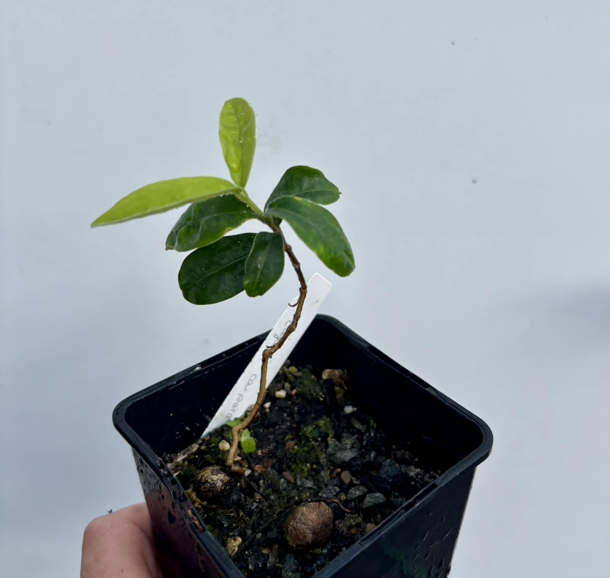 Eugenia caipora BIG -  1 potted plant / 1 getopfte Pflanze