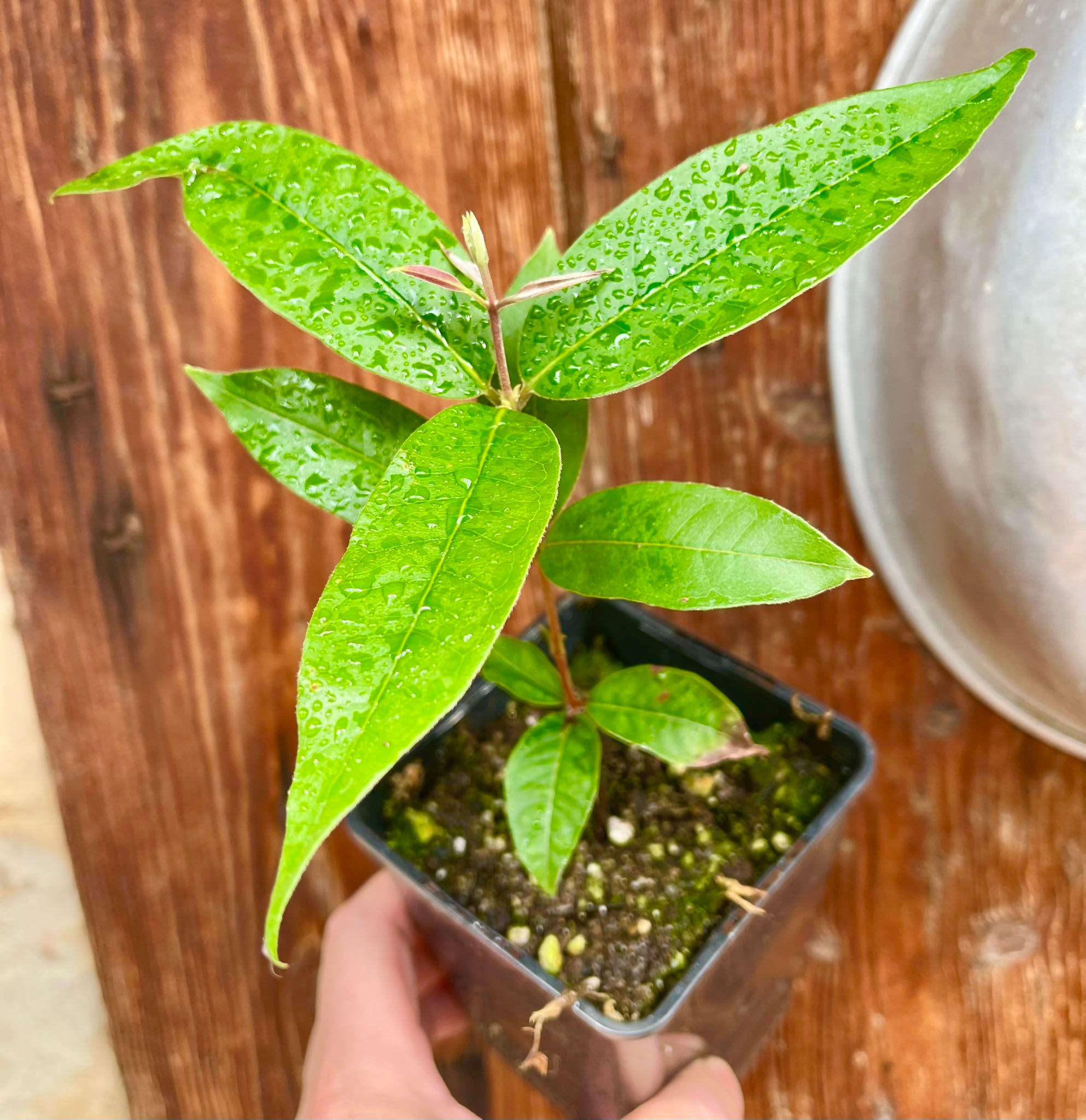 Eugenia sp BIG Diego  1 seedling / 1 Sämling