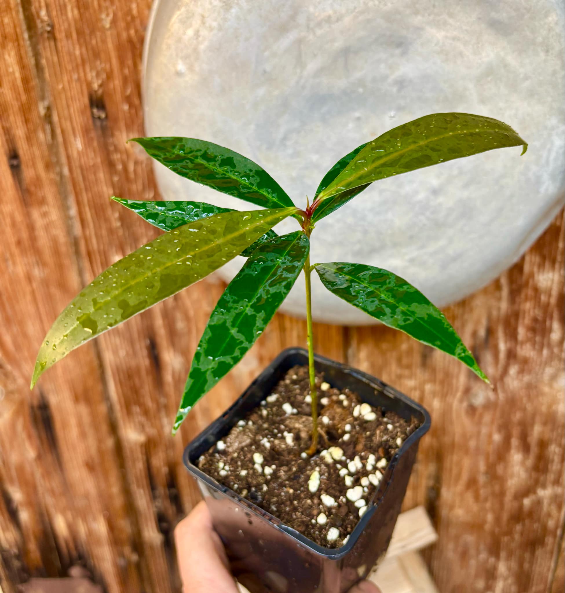 Eugenia sp Jambo da Mata -  1  potted seedling / 1 getopfter Sämling