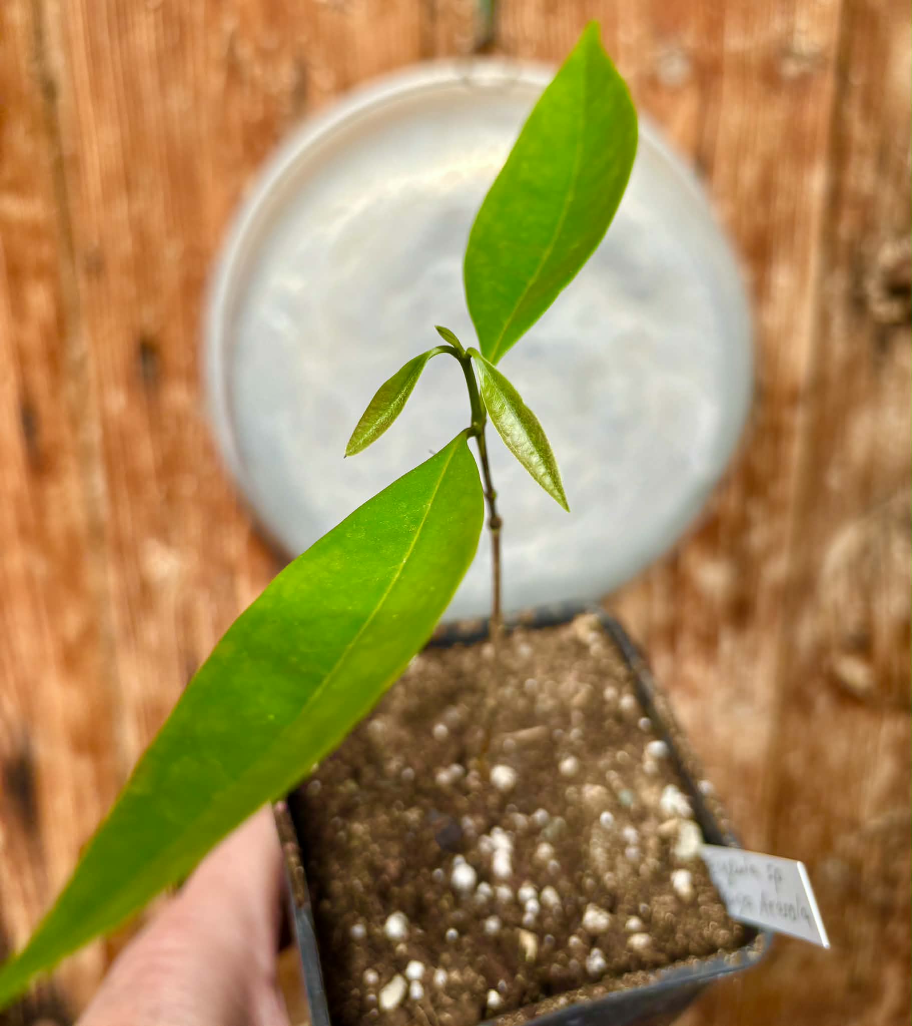 Eugenia sp Pitanga-Acerola - 1 potted plant / 1 getopfte Pflanze
