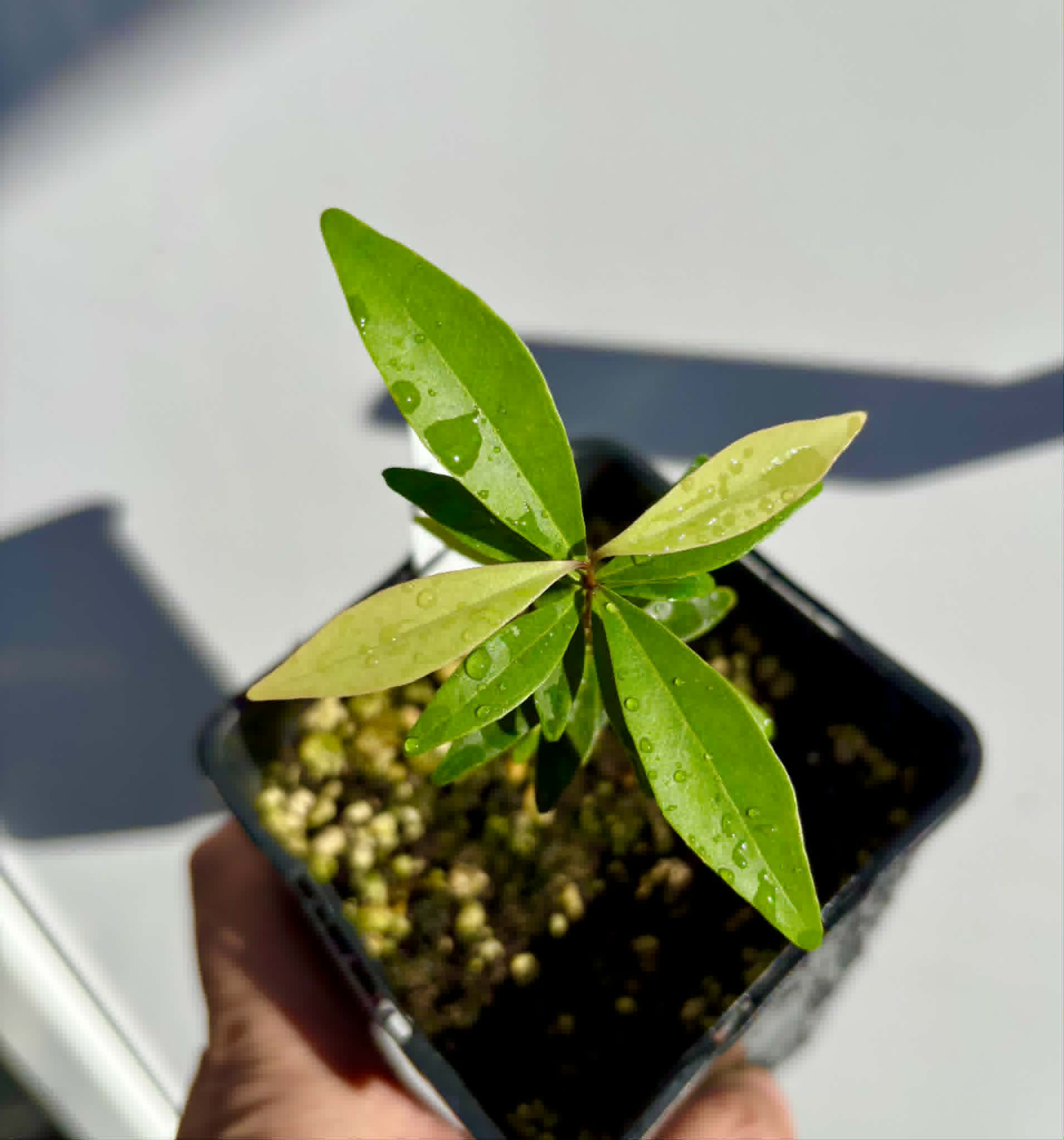  Eugenia axillaris  - White Stopper - 1 potted seedling / 1 getopfter Sämling 