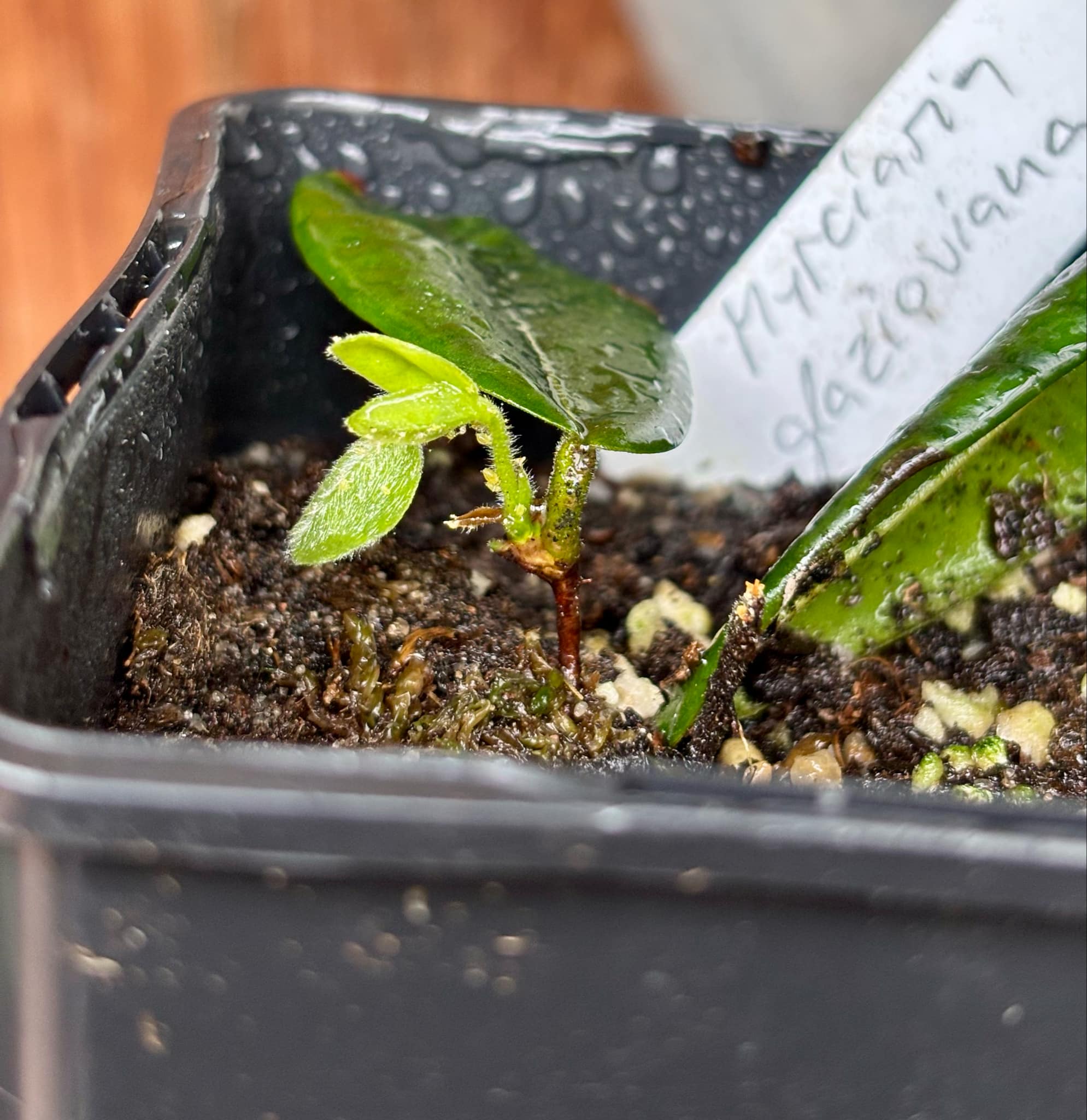 Myrciaria glazioviana - Cabeludinha  -  1 potted rooted cutting  / 1 getopfter, bewurzelter Steckling