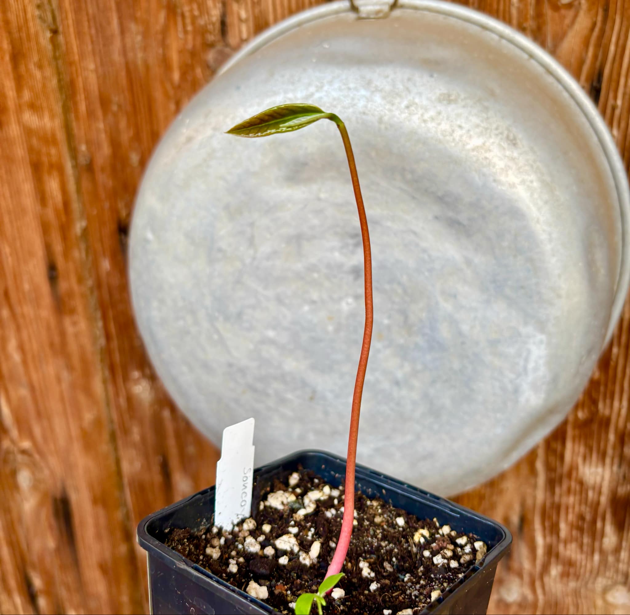 Annona purpurea - Soncoya -  1 small potted seedling / 1 kleiner, getopfter Sämling