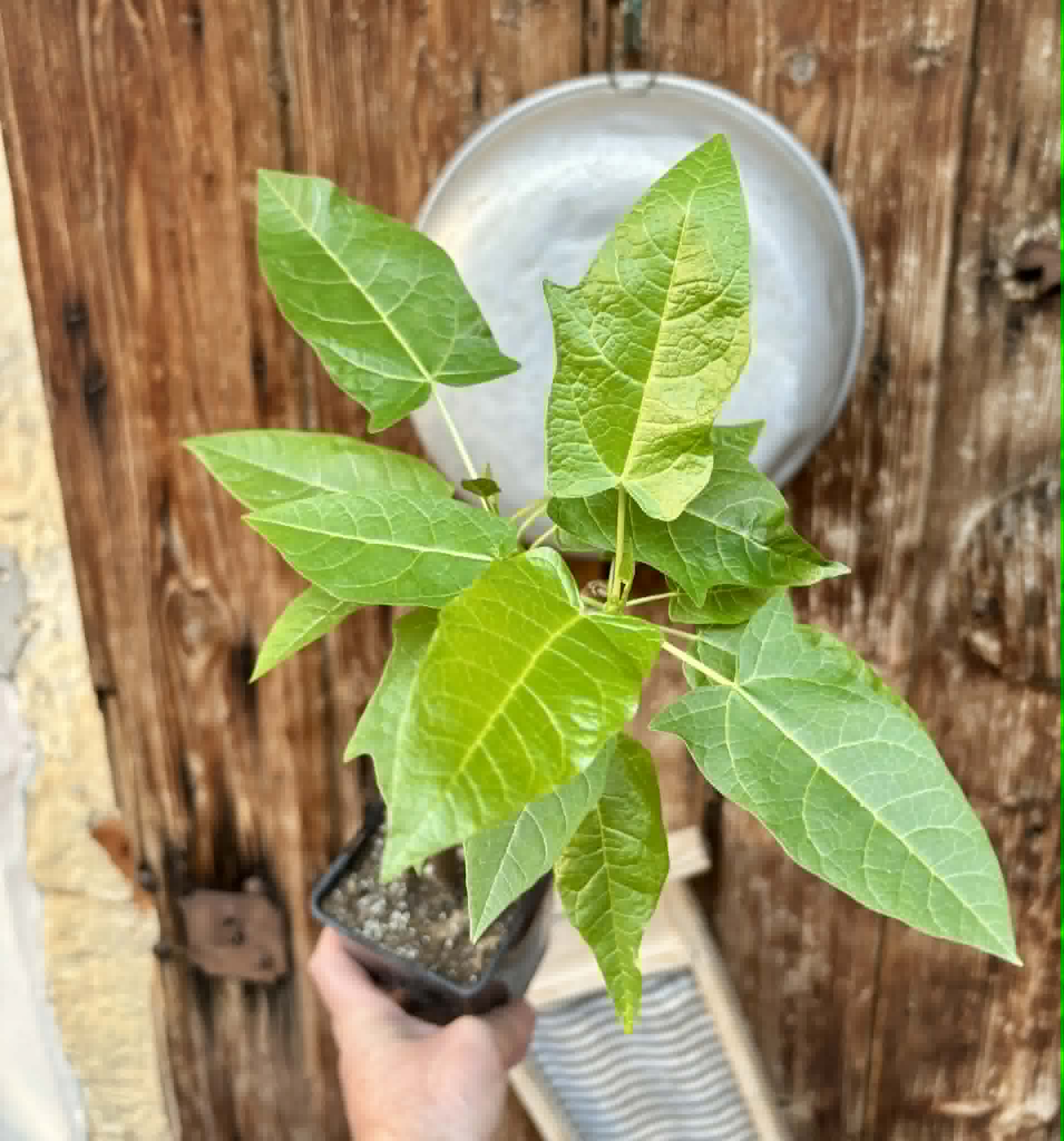 rooted cutting - Oak Leaf Papaya (Vasconcellea quercifolia) - 1 potted plant / 1 getopfte Pflanze