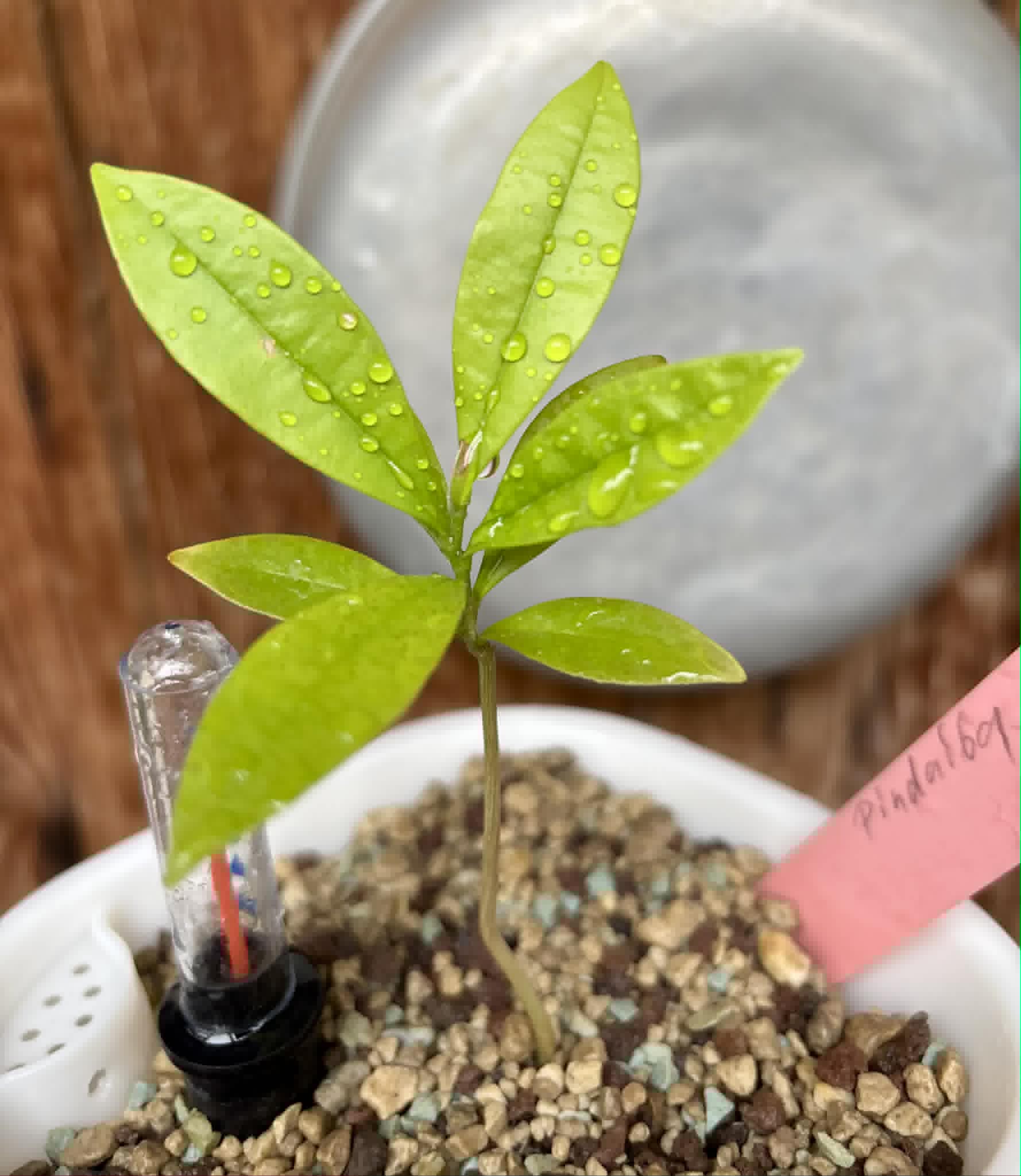 Duguetia lanceolata - Pindaiba - 1 potted seedling / 1 getopfter Sämling
