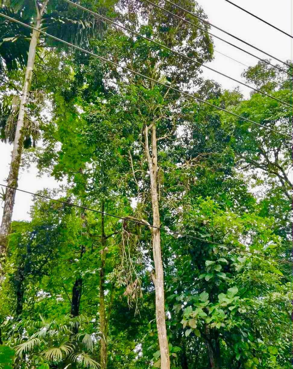 Plinia costaricensis - 1 germinated seed / 1 gekeimter Samen Plinia costaricensis - 1 germinated seed / 1 gekeimter Samen