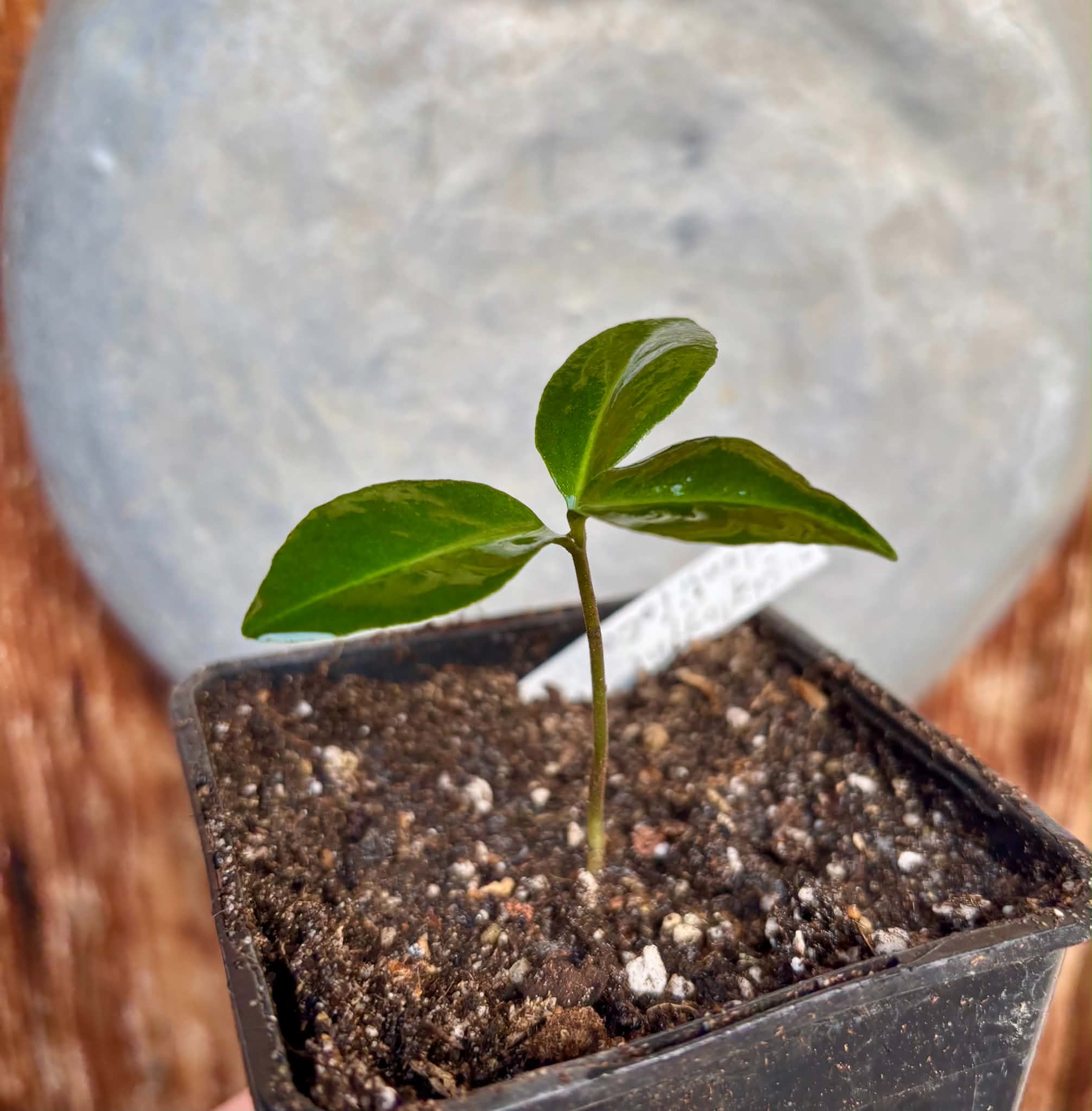 Stylogyne longifolia - 1 potted seedling / 1 getopfter Sämling