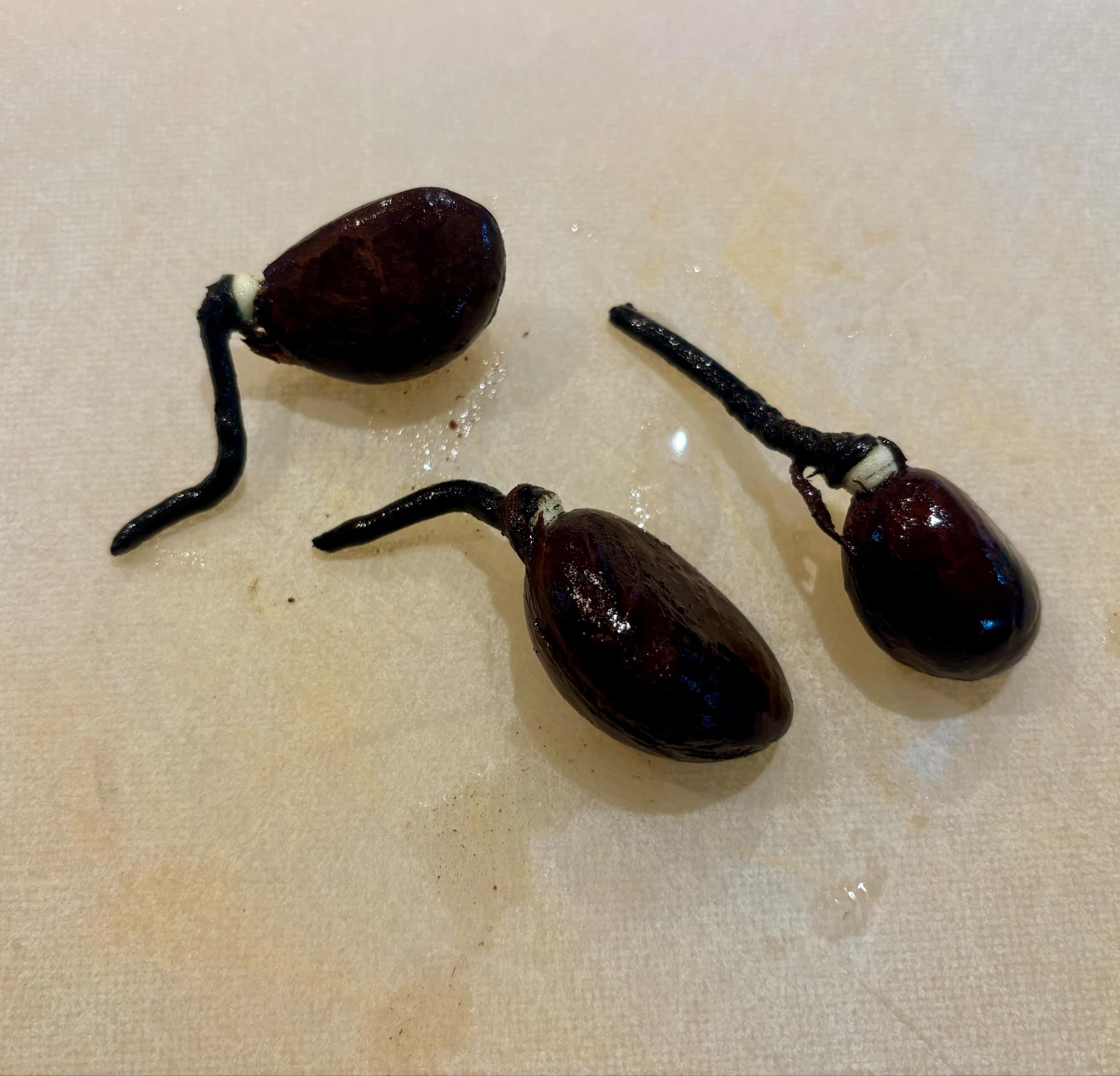 Diospyros dasyphylla -  1 germinated seed / 1 gekeimter Samen