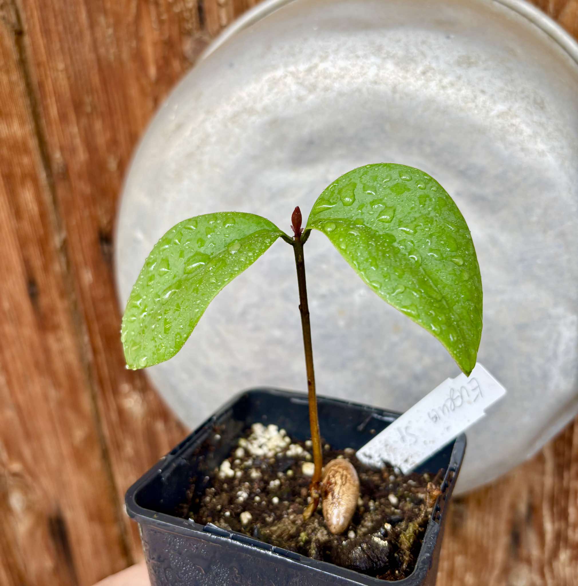Eugenia sp Unana -  1 small potted seedling / 1 kleiner getopfter Sämling