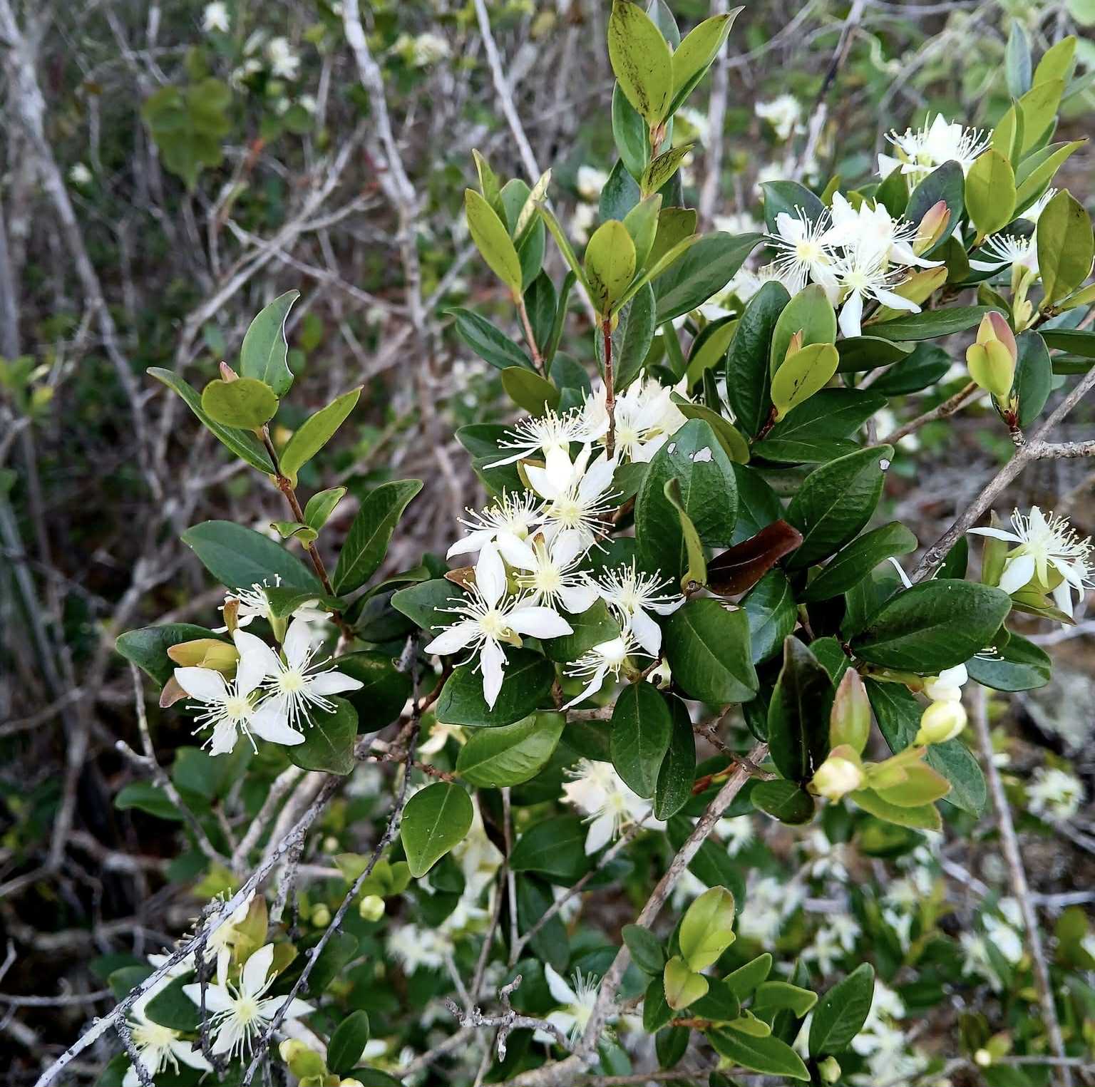 Eugenia ligustrina - 1 fresh seed / 1 frischer Samen