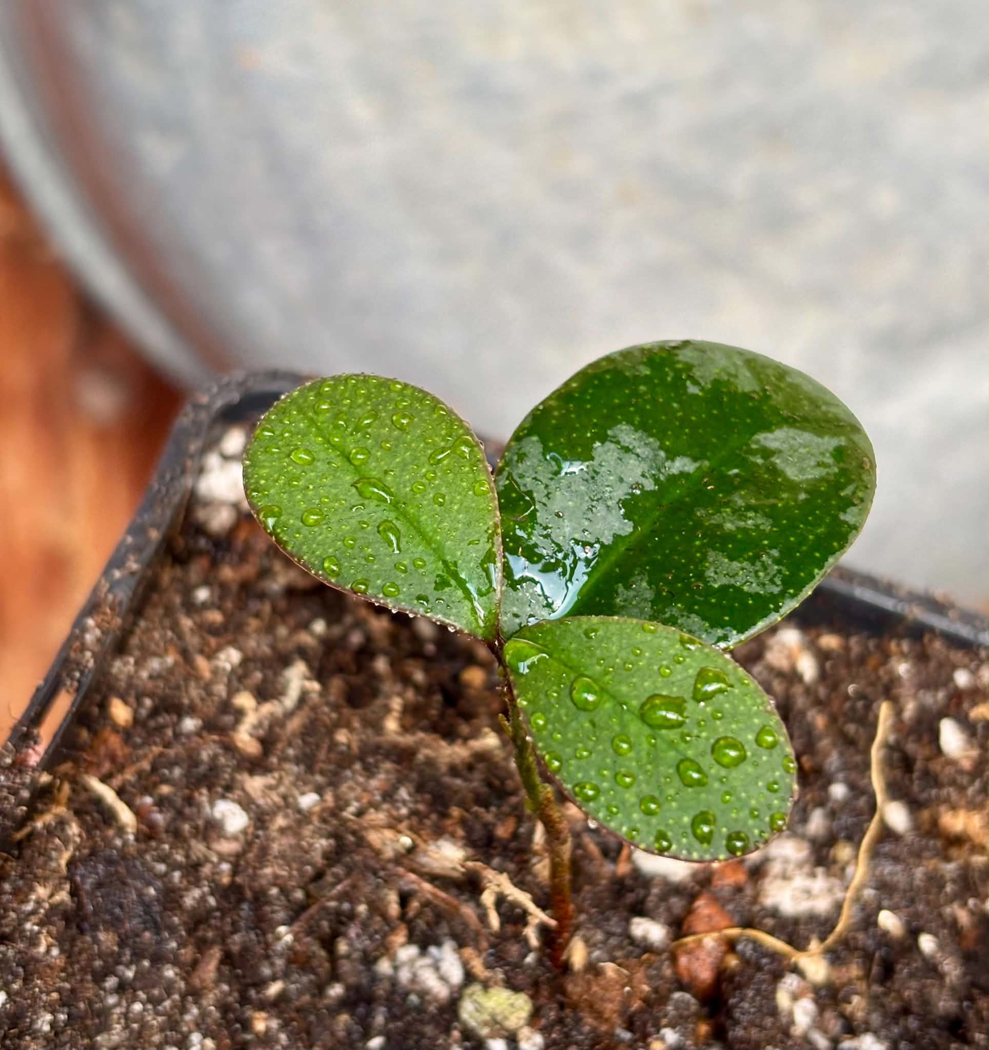 Eugenia sp Pindoca - 1 potted seedling / 1 getopfter Sämling