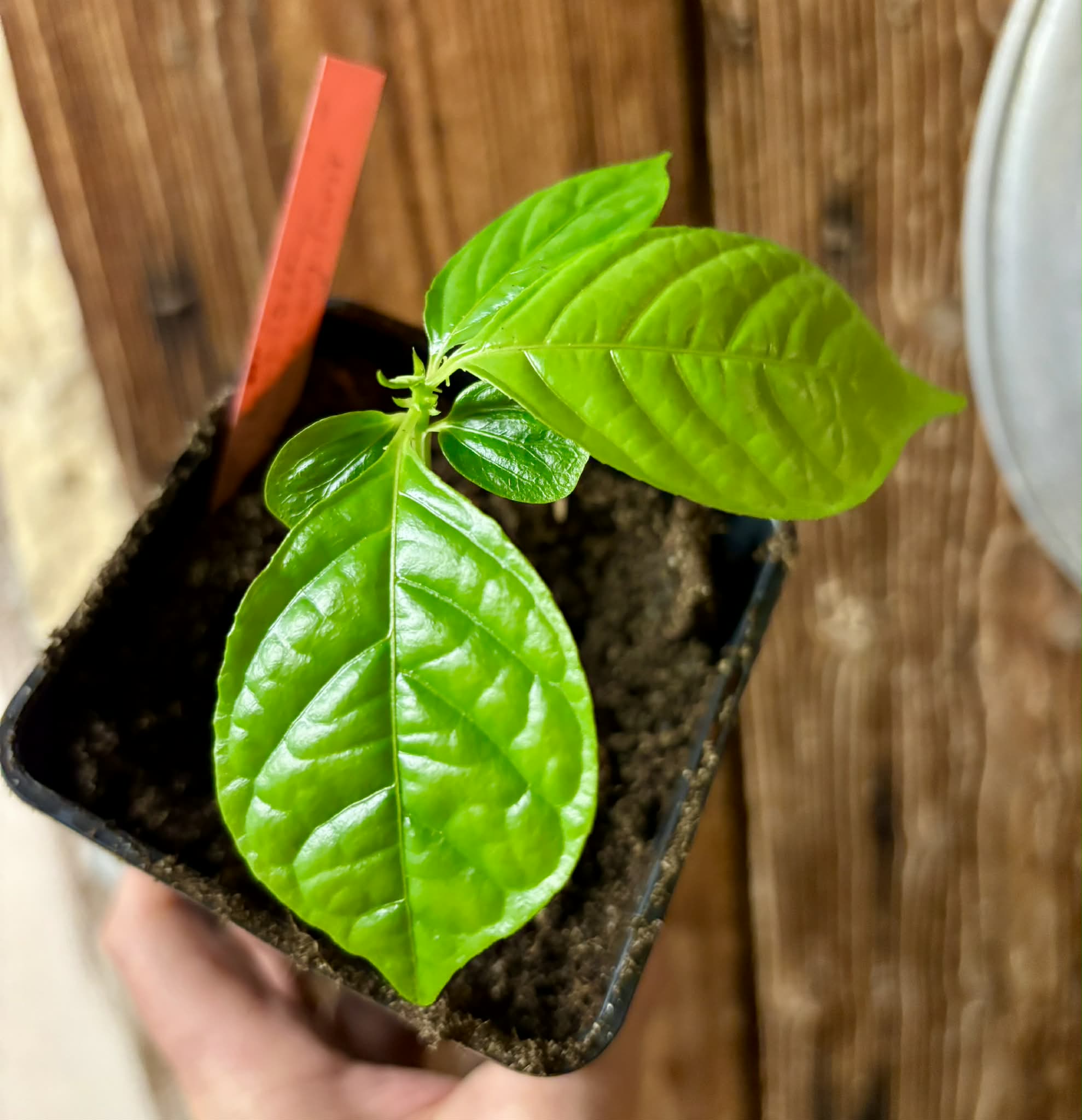 Passiflora quadrangularis - 1 potted seedling / 1 getopfter Sämling