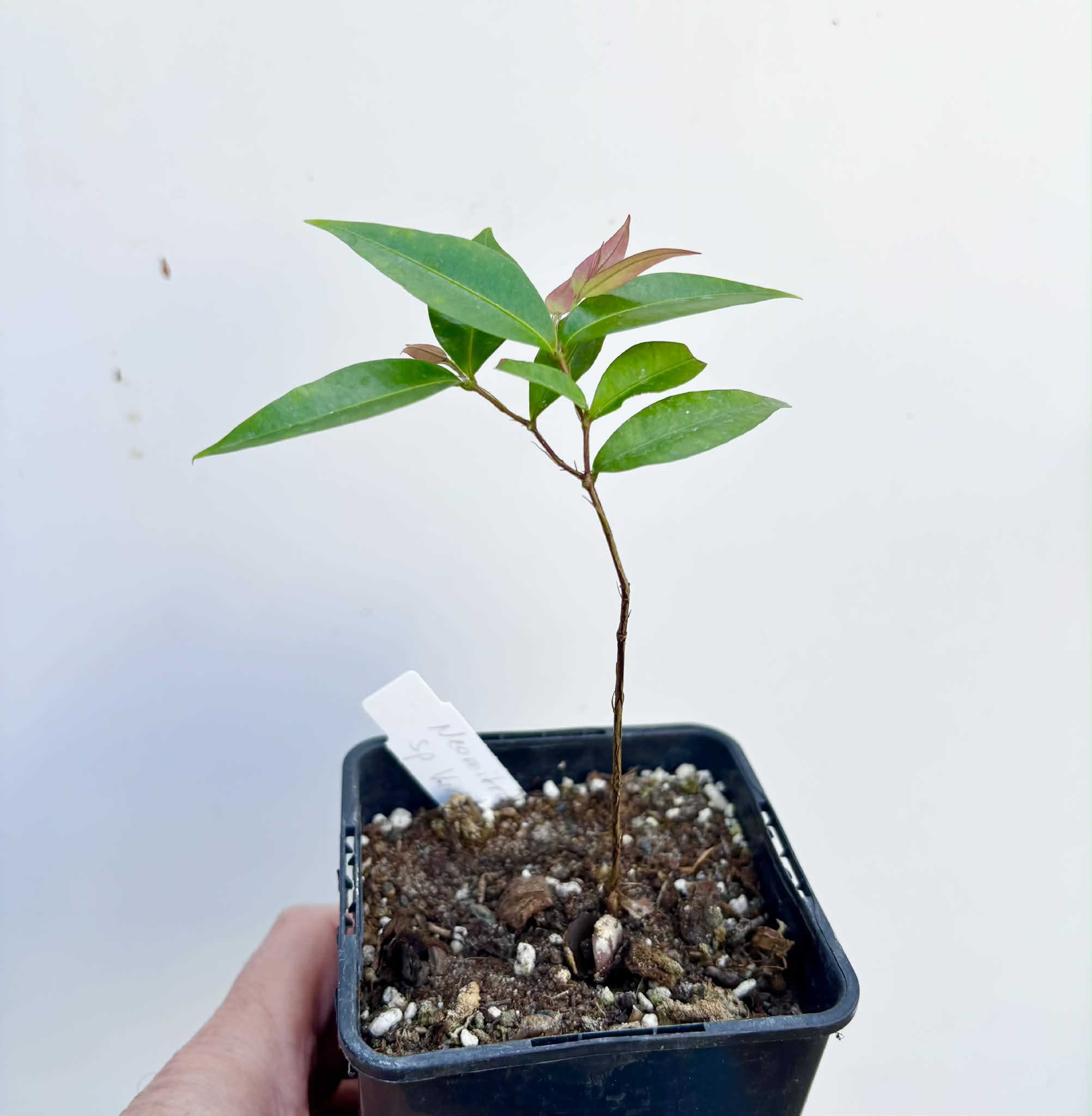 Neomitranthes sp Vinaceo - 1 potted seedling / 1 getopfter Sämling
