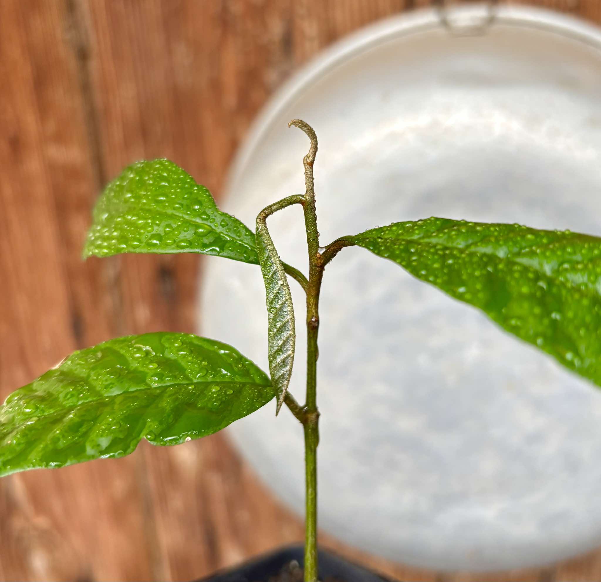 Aglaia korthalsii - 1 potted plant / 1 getopfte Pflanze