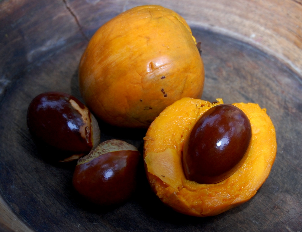 Canistel (Lucuma campechiana) - 1 fresh seed / 1 frischer Samen