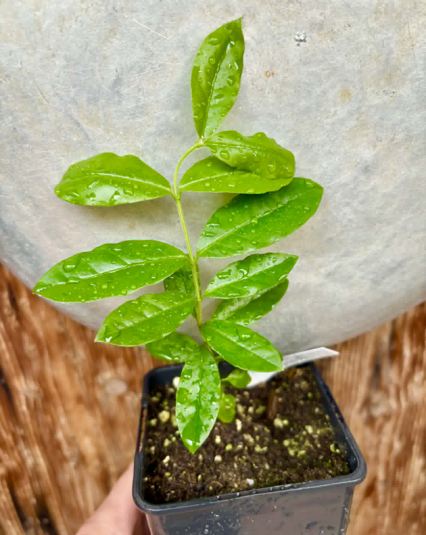 Psidium sp Aporá - 1 potted plant / 1 getopfte Pflanze