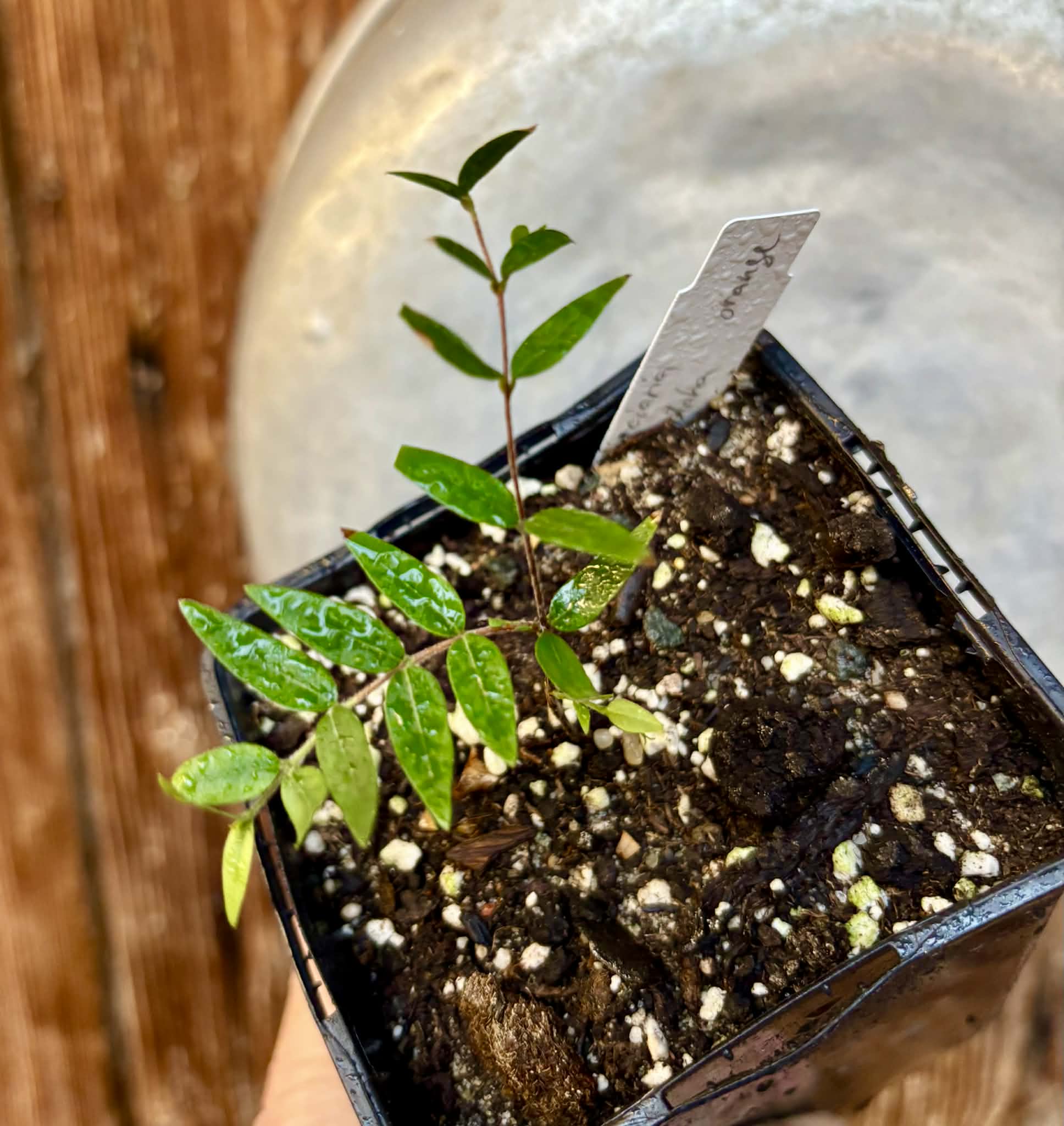 Myrciaria cuspidata ORANGE - 1 potted plant / 1 getopfte Pflanze