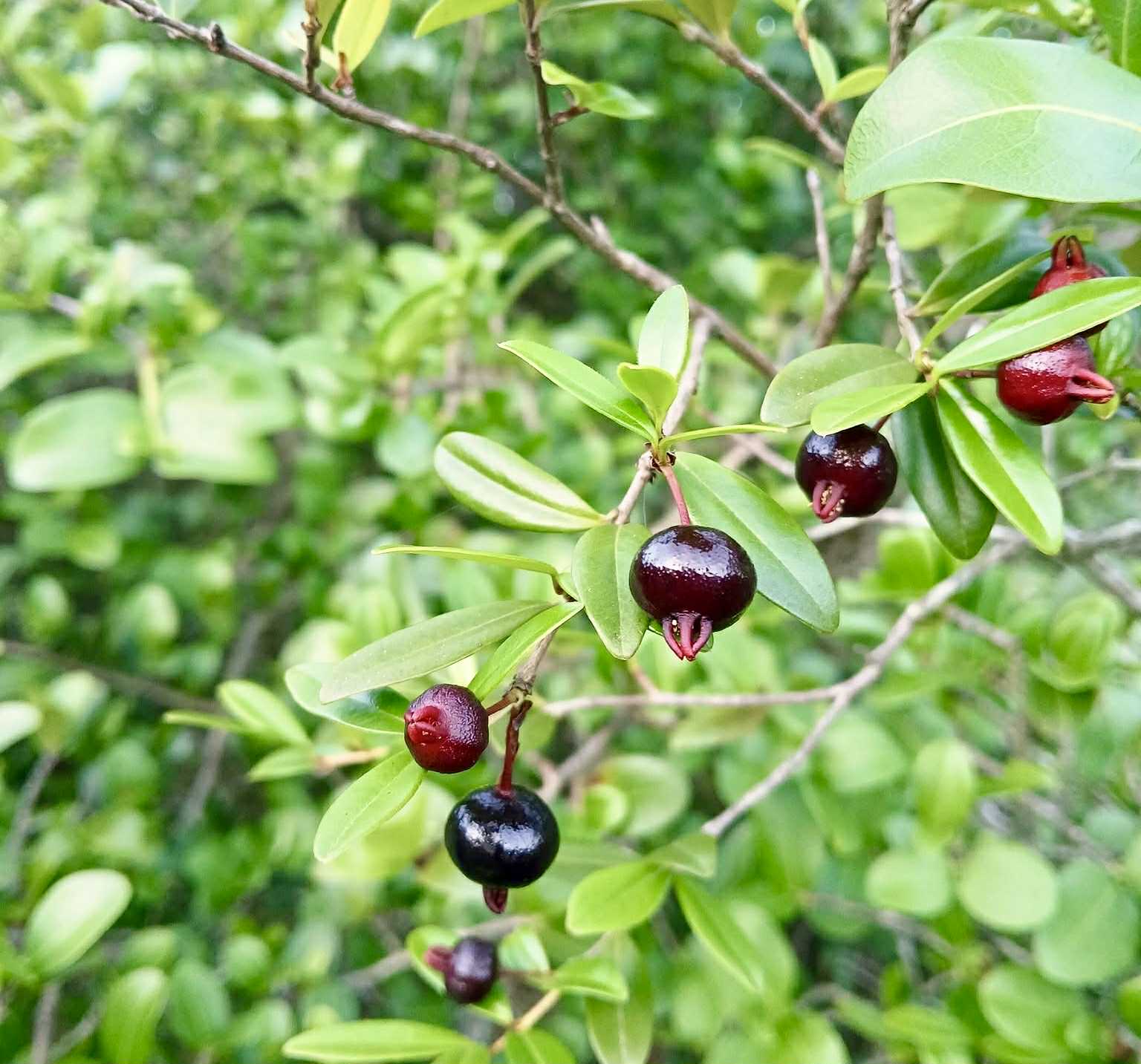 Eugenia ligustrina - 1 fresh seed / 1 frischer Samen