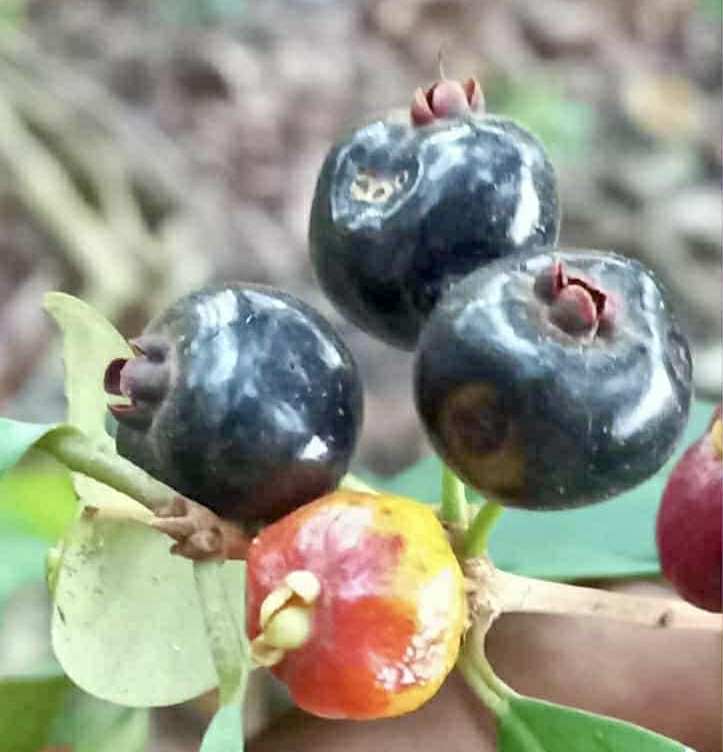 Eugenia sp Roxa do Rio - 1 fresh seed / 1 frischer Samen