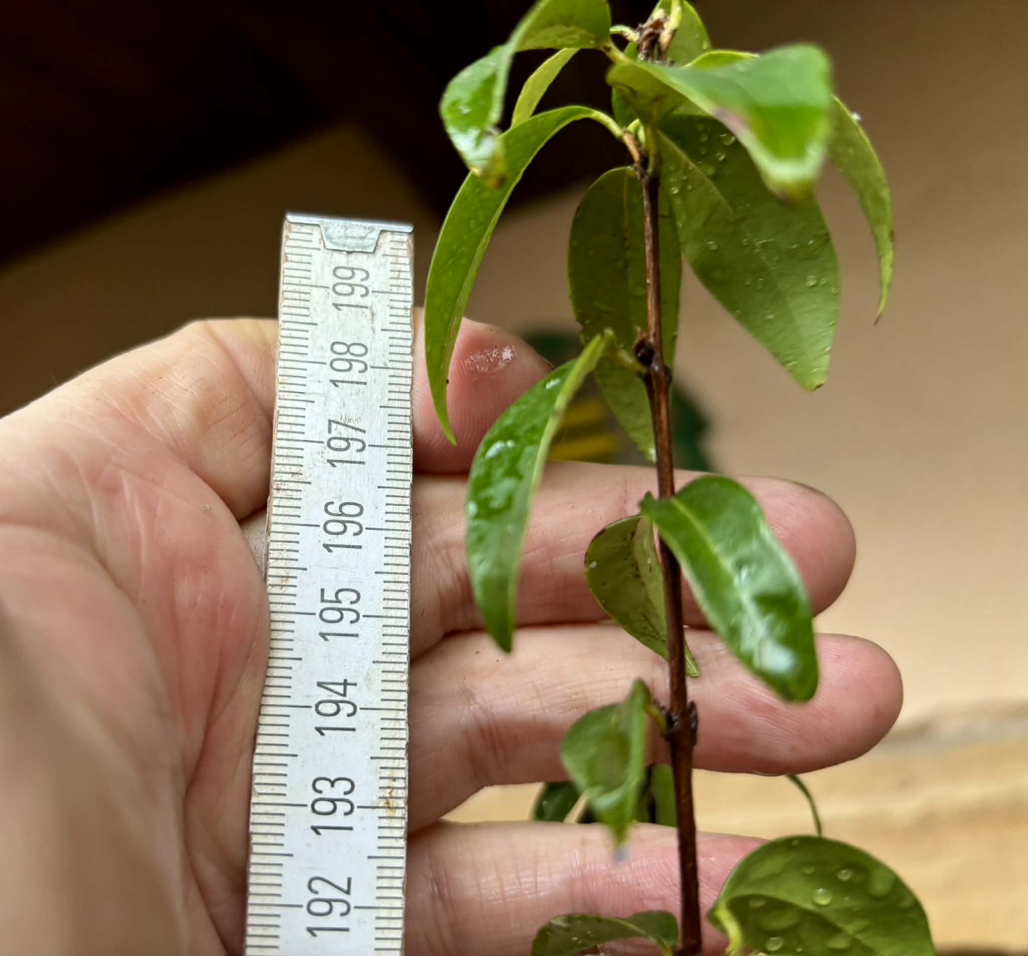 10 years old - many fruits every year - Eugenia uniflora var. Tutti Colore  - 1 plant / 1 Pflanze