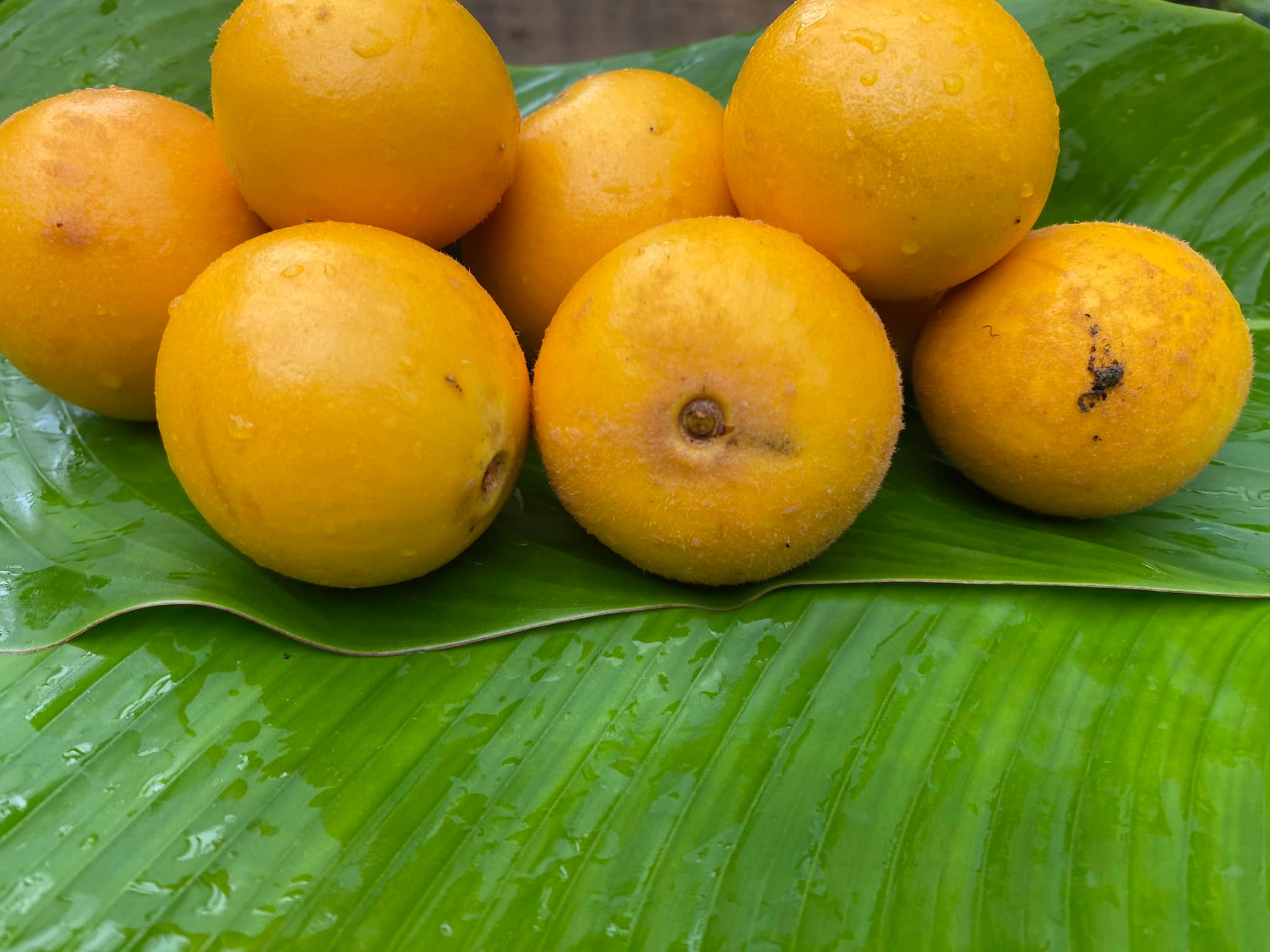 Abiurana (Pouteria bullata) - 1 fresh seed / 1 frischer Samen