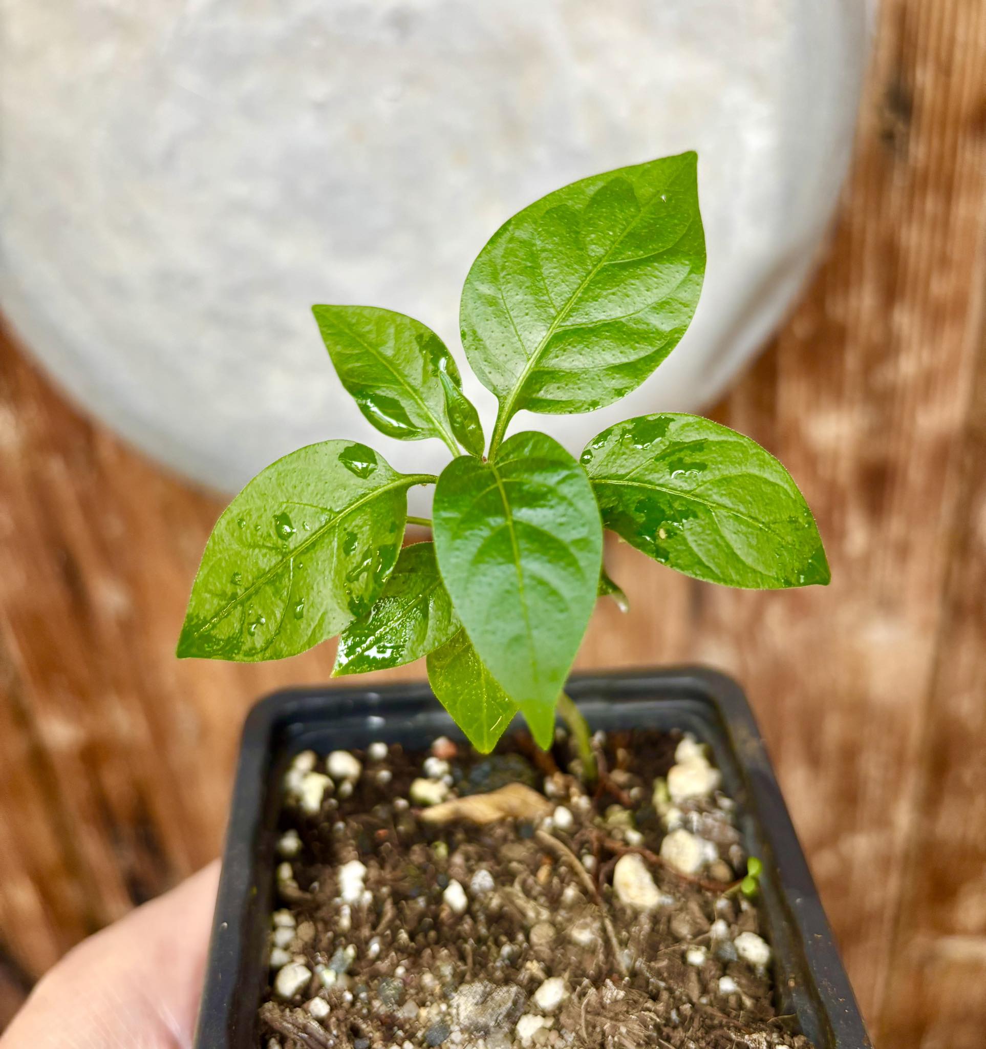 Moonberry - Solanum alternatopinnatum - 1 small potted seedling / 1 kleiner, getopfter Sämling