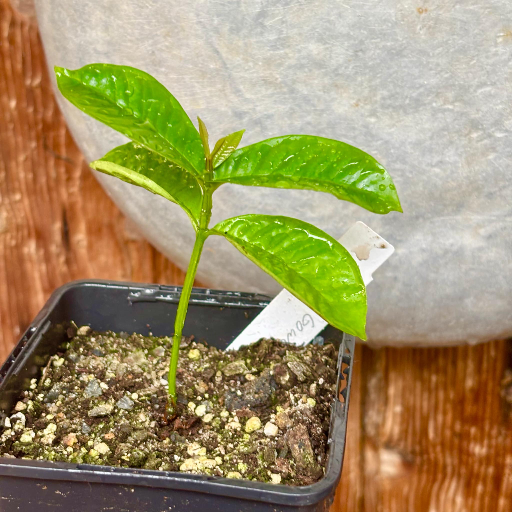 Gowok (Syzygium polycephalum) - 1 small potted seedling / 1 kleiner, getopfter Sämling