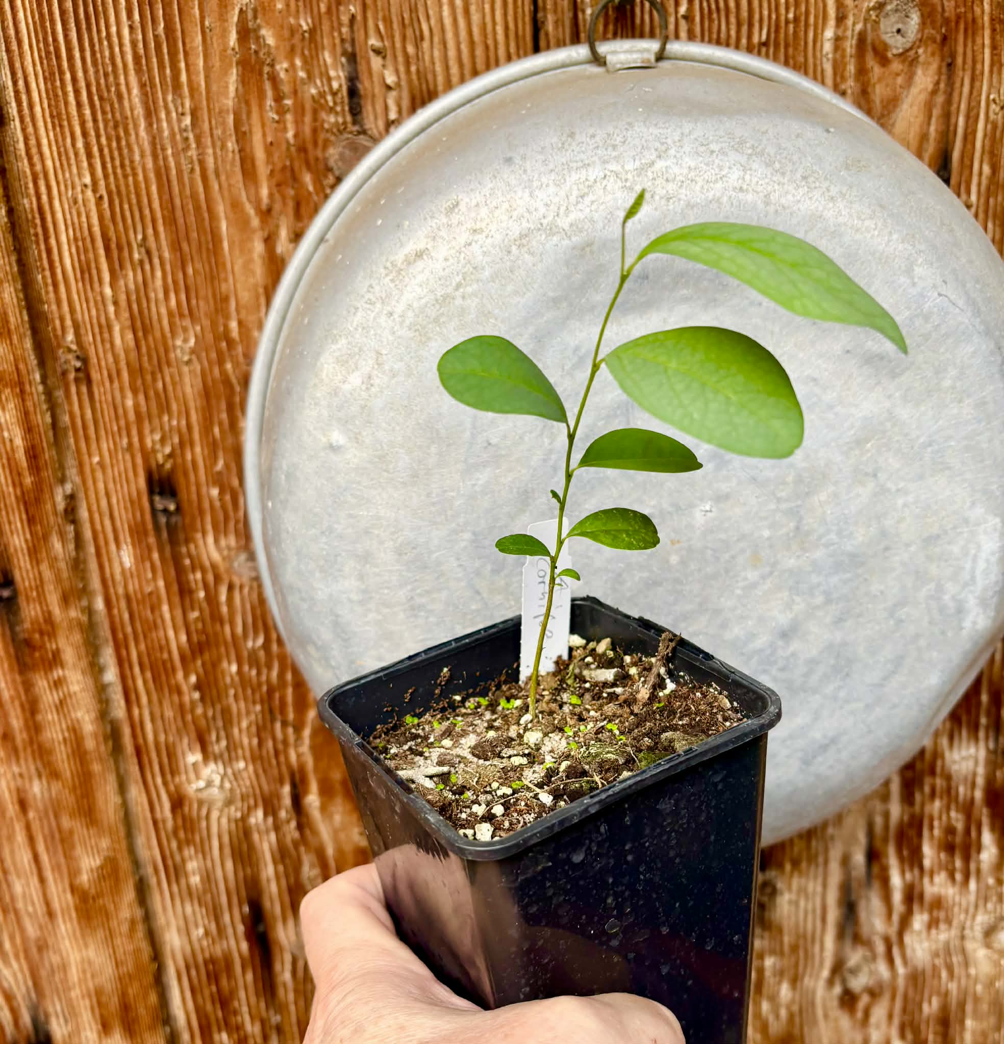 Annona cornifolia - Araticum de Raposa  - 1 potted plant / 1 getopfte Pflanze