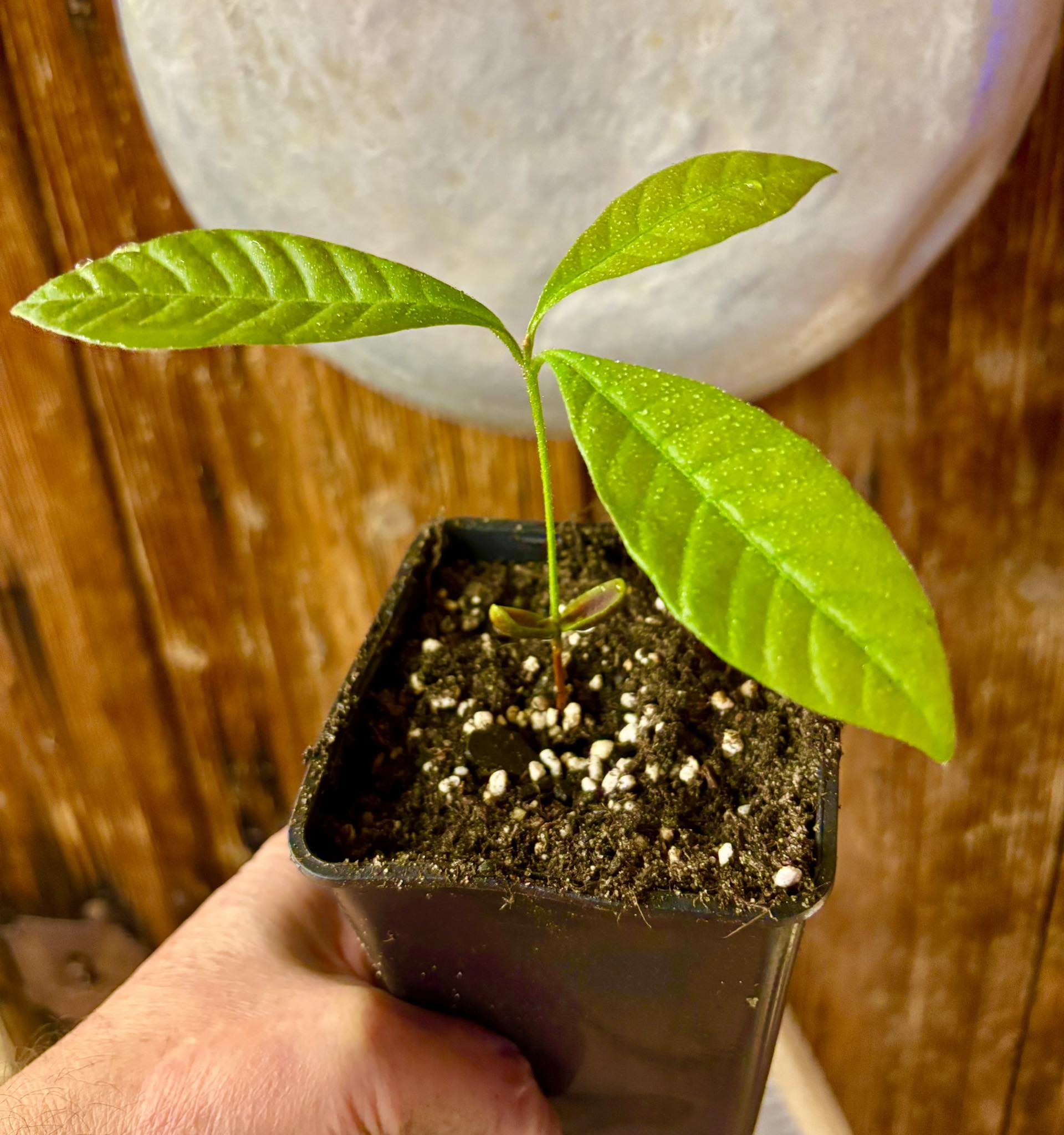 Pouteria sp Calice de Flor  -  1 small potted seedling / 1 kleiner, getopfter Sämling
